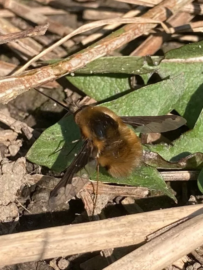 My first Dark-Edged Bee Fly (Bombylius major) of the year! 🐝 🪰 

Whilst in flight, the females flick their eggs towards the nest holes of mining bees. They even pick up ballast in the form of bits of sand and grit to help the eggs fly more accurate