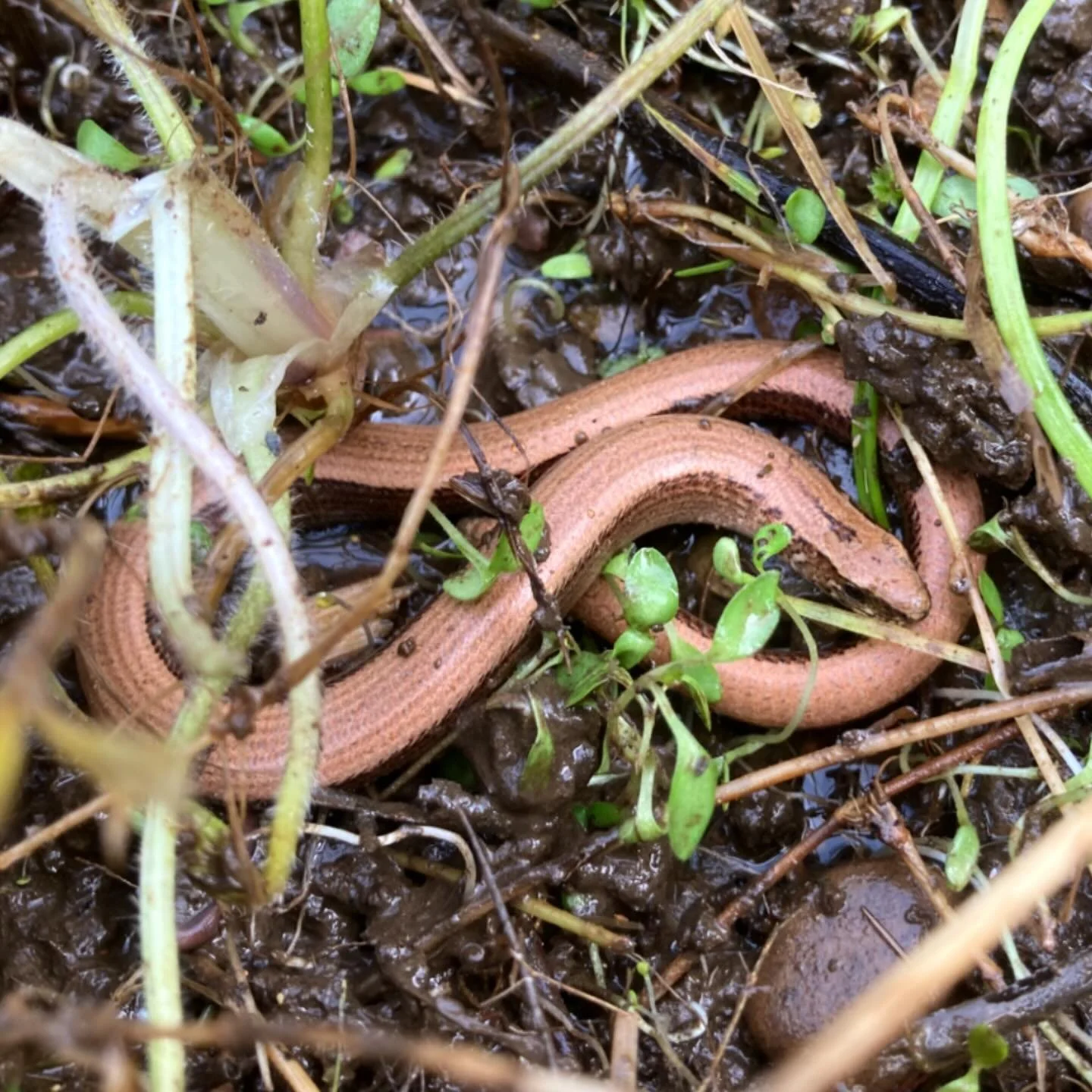 Slow worm (Anguis fragilis), legless lizard, @helenstathers found next to a pond today. First one I&rsquo;ve seen in all my years of gardening. 🪱 

They also like compost heaps where they&rsquo;ll eat slugs, worms and other invertebrates. 

Very hap
