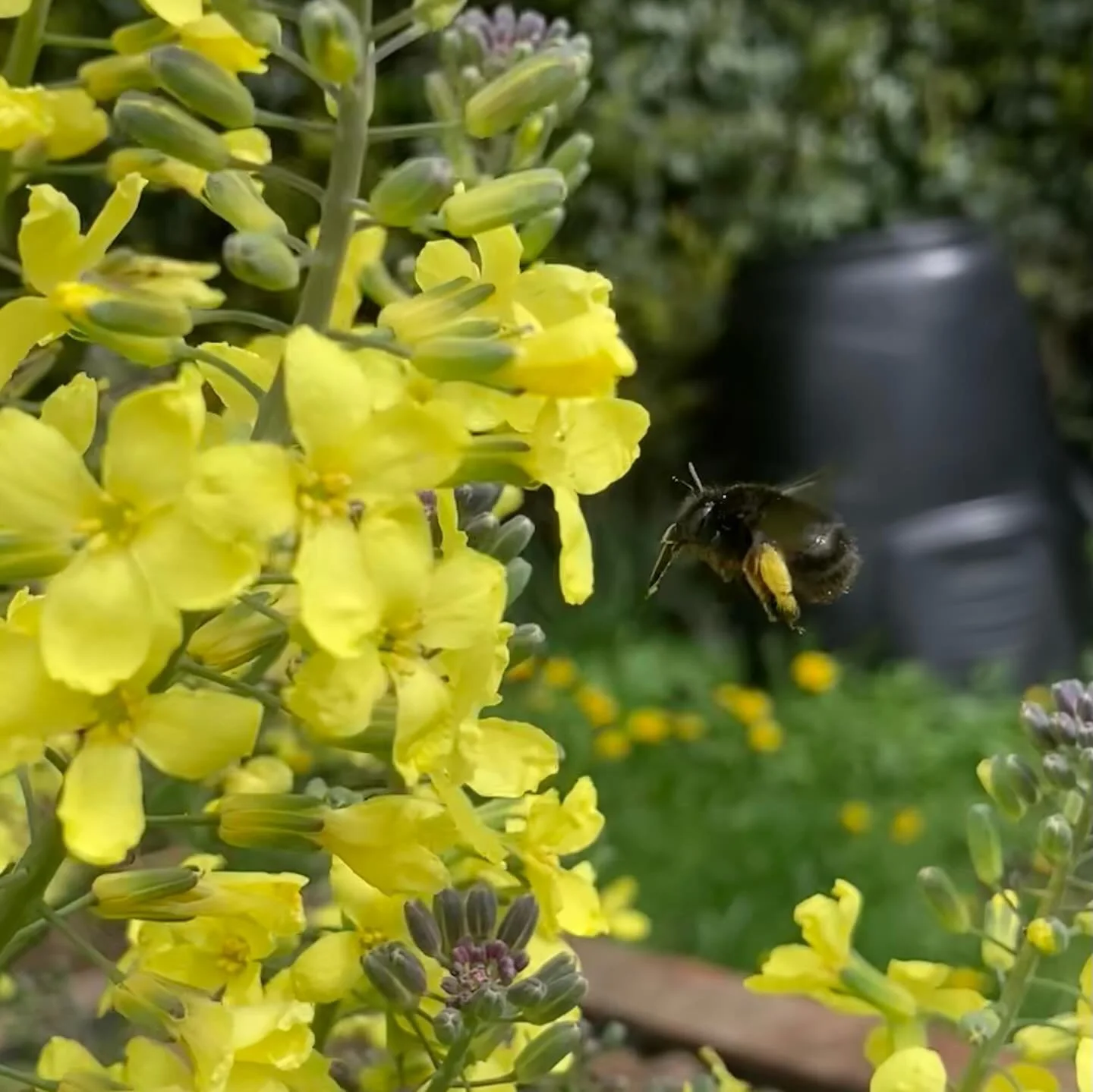 Once you&rsquo;ve had your fill of your brassicas, like this purple sprouting broccoli, let them flower to feed a plethora of bees and other pollinators! 🐝 

They&rsquo;re more attractive than many cultivated ornamental plants and also might feed th