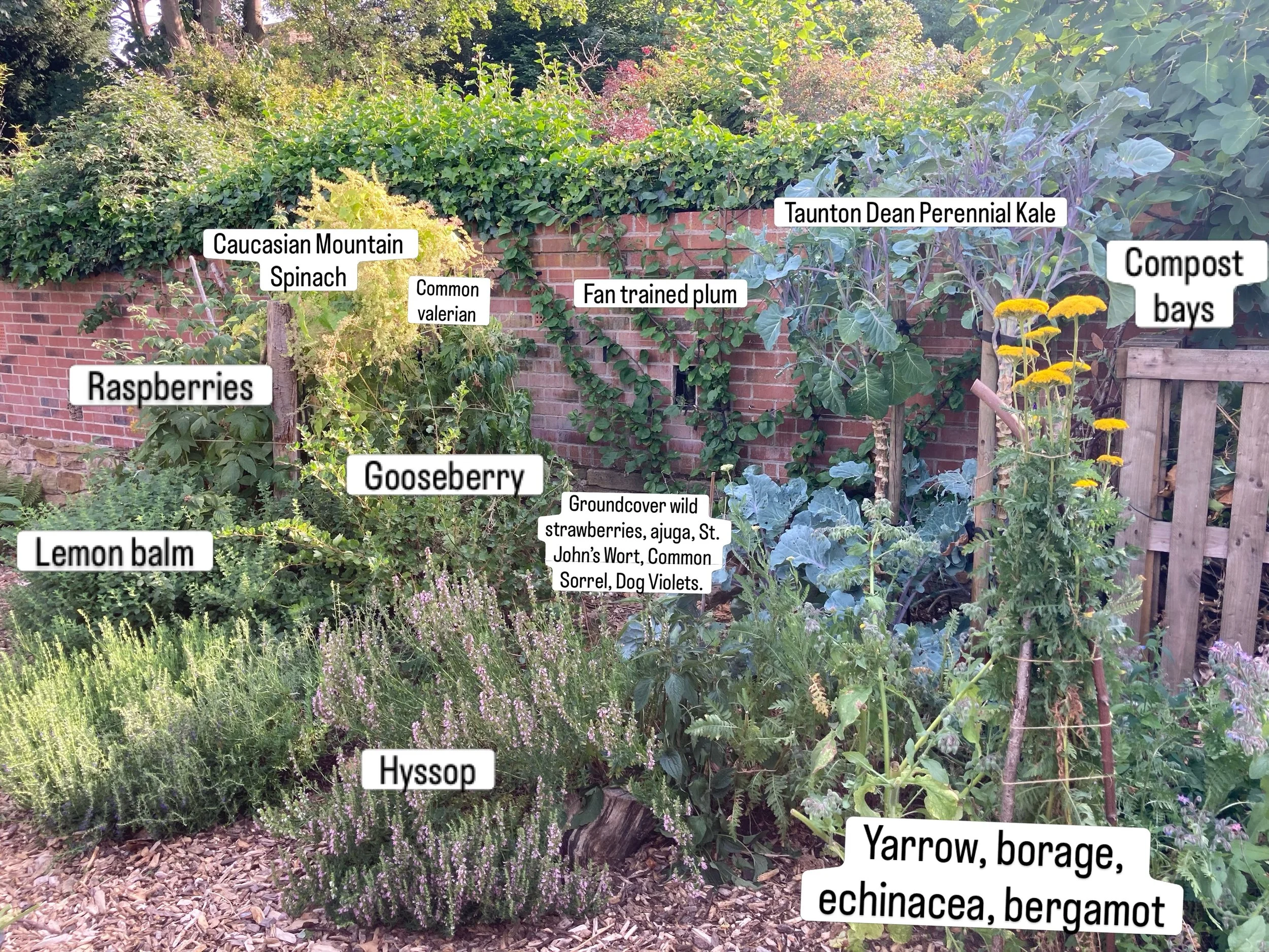 I wanted to show you a forest garden guild we&rsquo;ve been slowly building. This is probably a 3.5m x 2m  space and it&rsquo;s crammed full of useful and edible perennials. 

It has also been fairly resilient to the drought, with the soil being shad