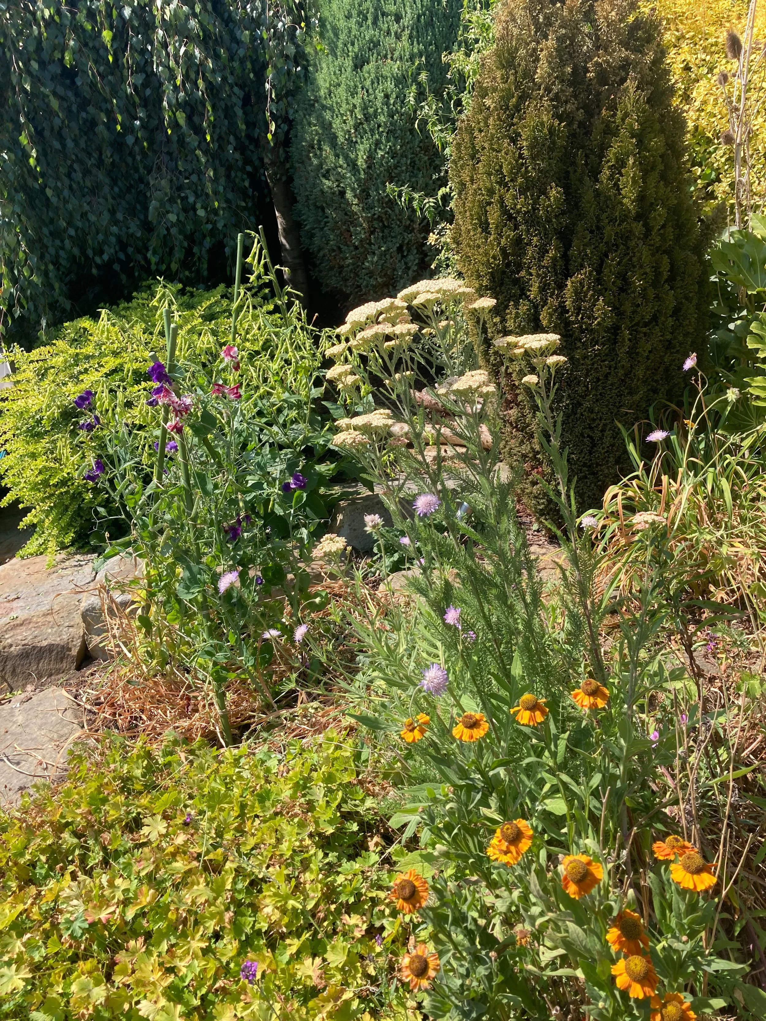 Been slowly adding more flowers to this border. It&rsquo;s very dry and it was previously irrigated but I encouraged the customer that we should be working with conditions.

Some things are performing well, (pictured Heleniums, achillea, field scabio