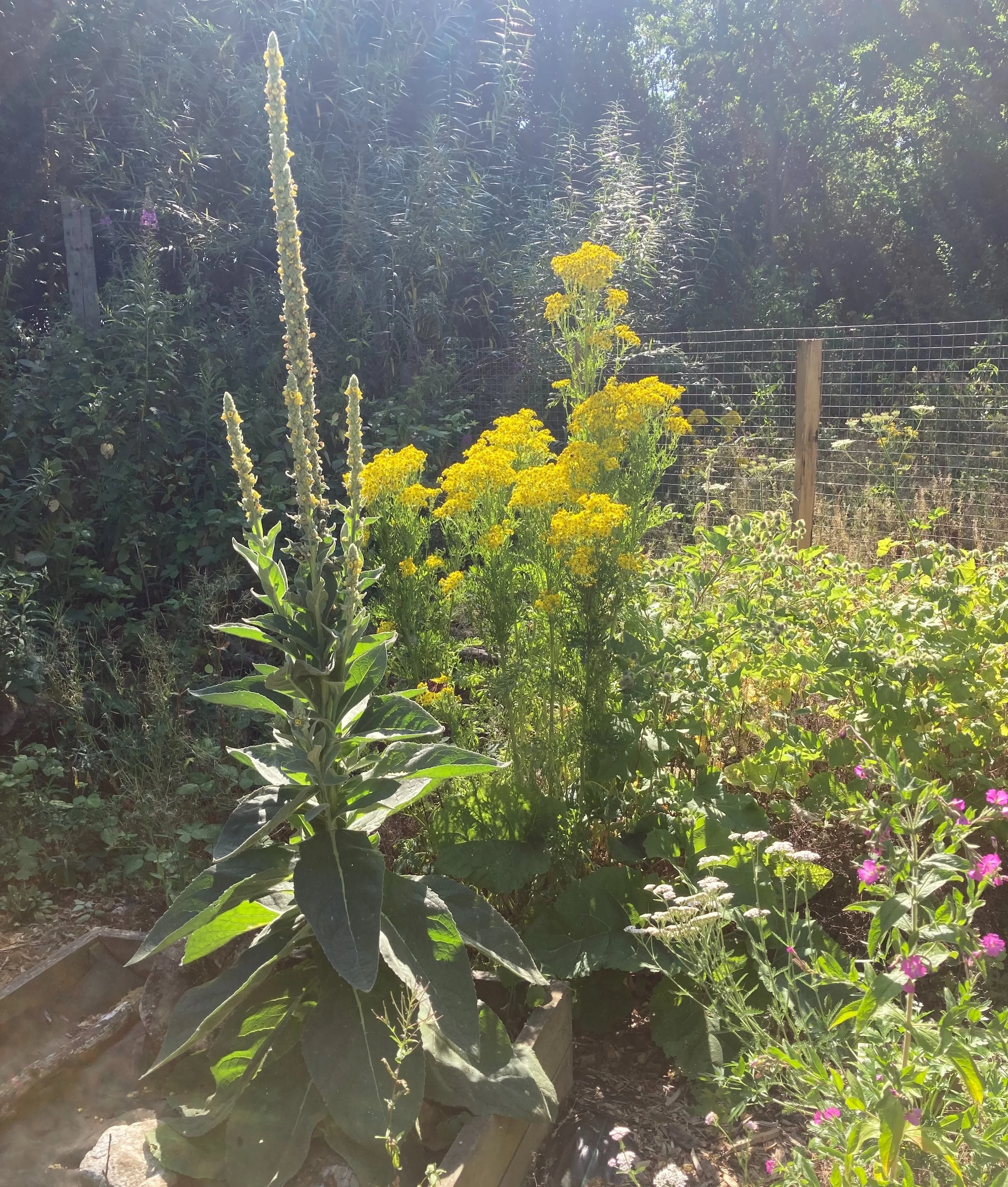 Monster mulleins about 2m tall! Lots of food for Mullein Moth Caterpillars (Cucullia verbasci) 🐛 their sole foodplant.

Also, a glowing ragwort for the Cinnabar Moth Caterpillars (Tyria jacobaeae) 🐛 

Even some willow herb for the Elephant Hawk Mot