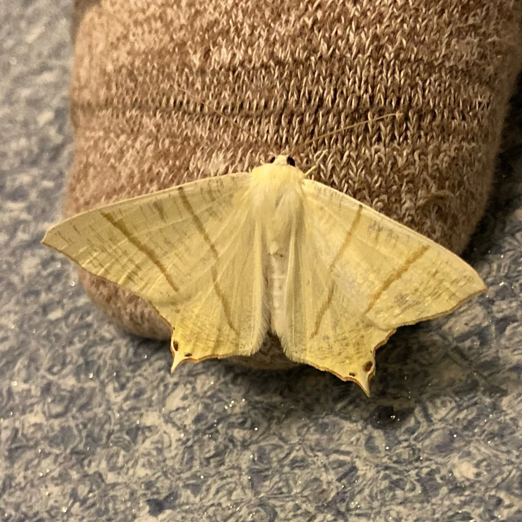 It&rsquo;s been a good year for impromptu bathroom moth trapping. (Getting them out again is the difficult part)

1. Swallow Tailed (Ourapteryx sambucaria)
2. Common Emerald (Hemithea aestivaria)
3. Heart and Dart (Agrotis exclamationis)
4 Box-tree M