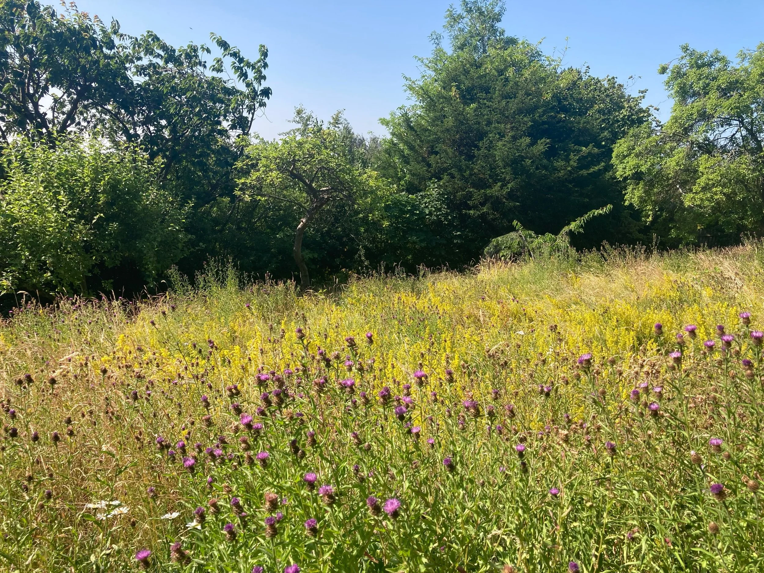 Early-ish cut for this sexy meadow! 

The primary plants are Lady&rsquo;s and Hedge Bedstraw plus Knapweed. It smells absolutely incredible. Earlier in the season it&rsquo;s full of cowslips and there&rsquo;s birds foot trefoil, Betony, oxeye dairy, 