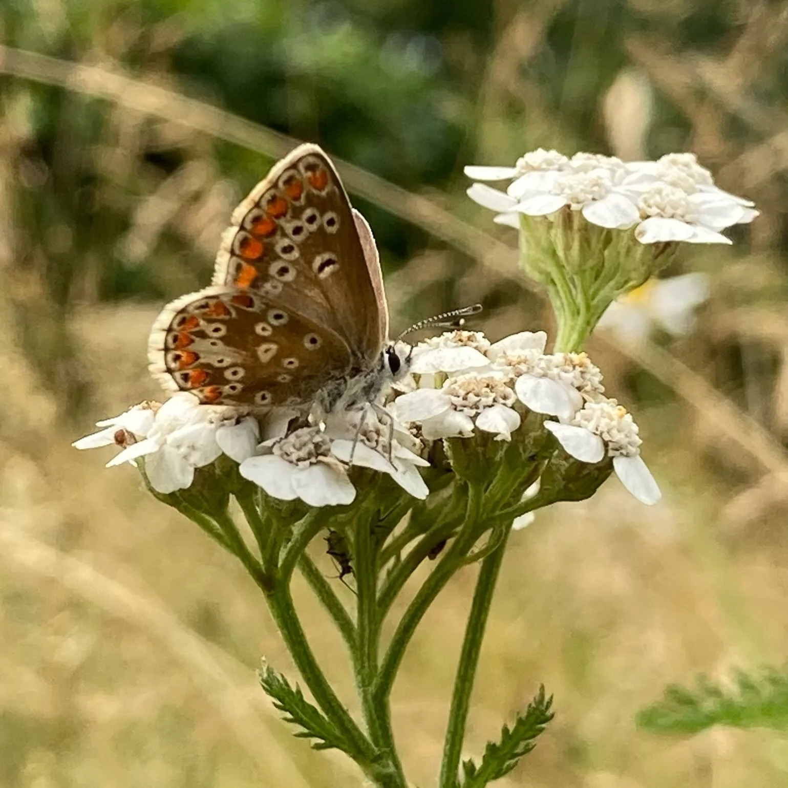 Pretty chuffed to find this Female Brown Argus (Aricia agestis) in a customer&rsquo;s garden near Buxton. Initial thought was female common blue as they look very similar but there are certain traits, such as the distance between two dots nearest the
