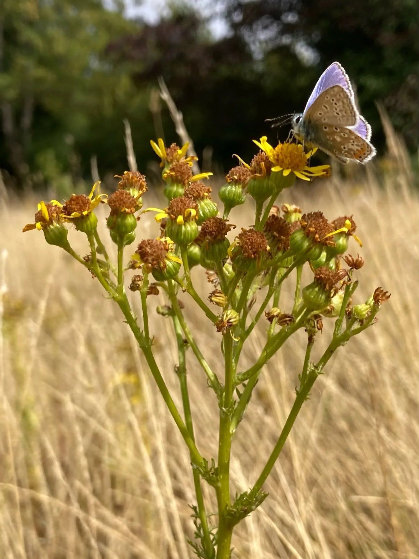 Male Common Blue Butterfly (Polyommatus icarus) on Ragwort.  You can see how similar the underside is to the Brown Argus in the fourth photo. The brown females of this species get missed up with BA quite frequently. 

Despite their name, they&rsquo;r