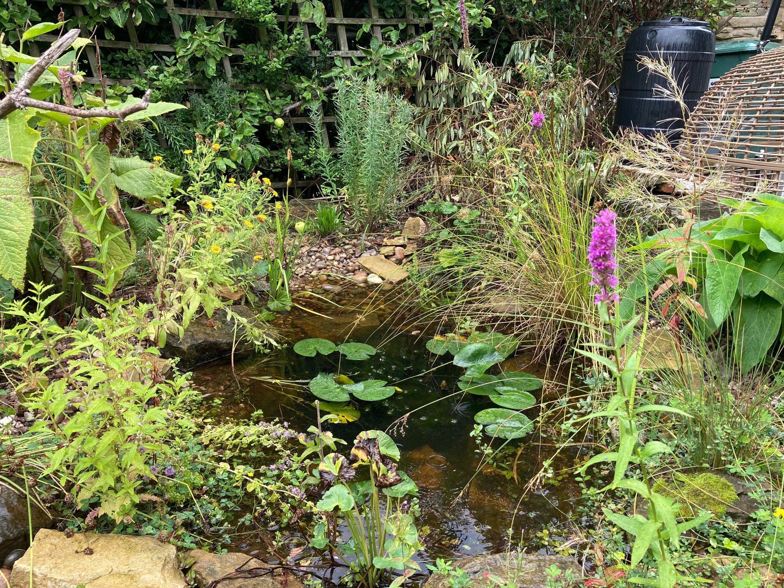 A pond we installed a couple of years back. It&rsquo;s struggled with the drought but now we&rsquo;ve connected it up to the overflow from the waterbutts and it&rsquo;s staying a lot fuller. The plants are starting to fill in around the edges. Purple