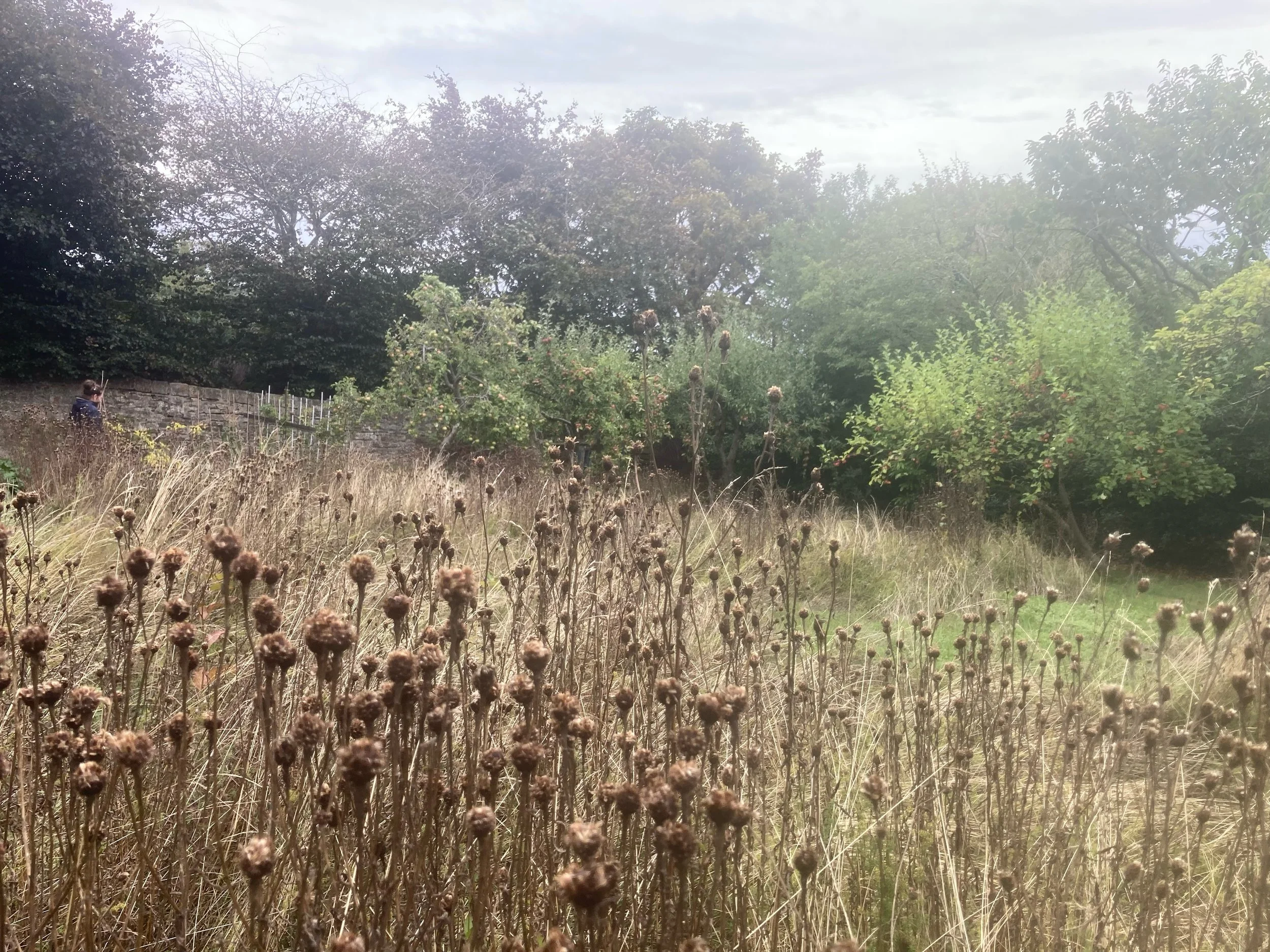 We&rsquo;ve been out cutting meadows a lot recently. It&rsquo;s sometimes seems a shame to cut down what are attractive looking standing stems, but the long term diversity and health of the meadow will be benefitted by the extra light reaching the gr