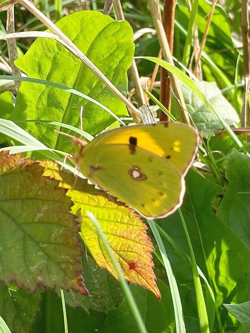Before this week I&rsquo;d never seen a Clouded Yellow (Colias croceus). Now I&rsquo;ve seen two. 

Today&rsquo;s customer spotted this one land in garden and it&rsquo;s stuck around long enough for me to get a photo. I believe this is a female due t