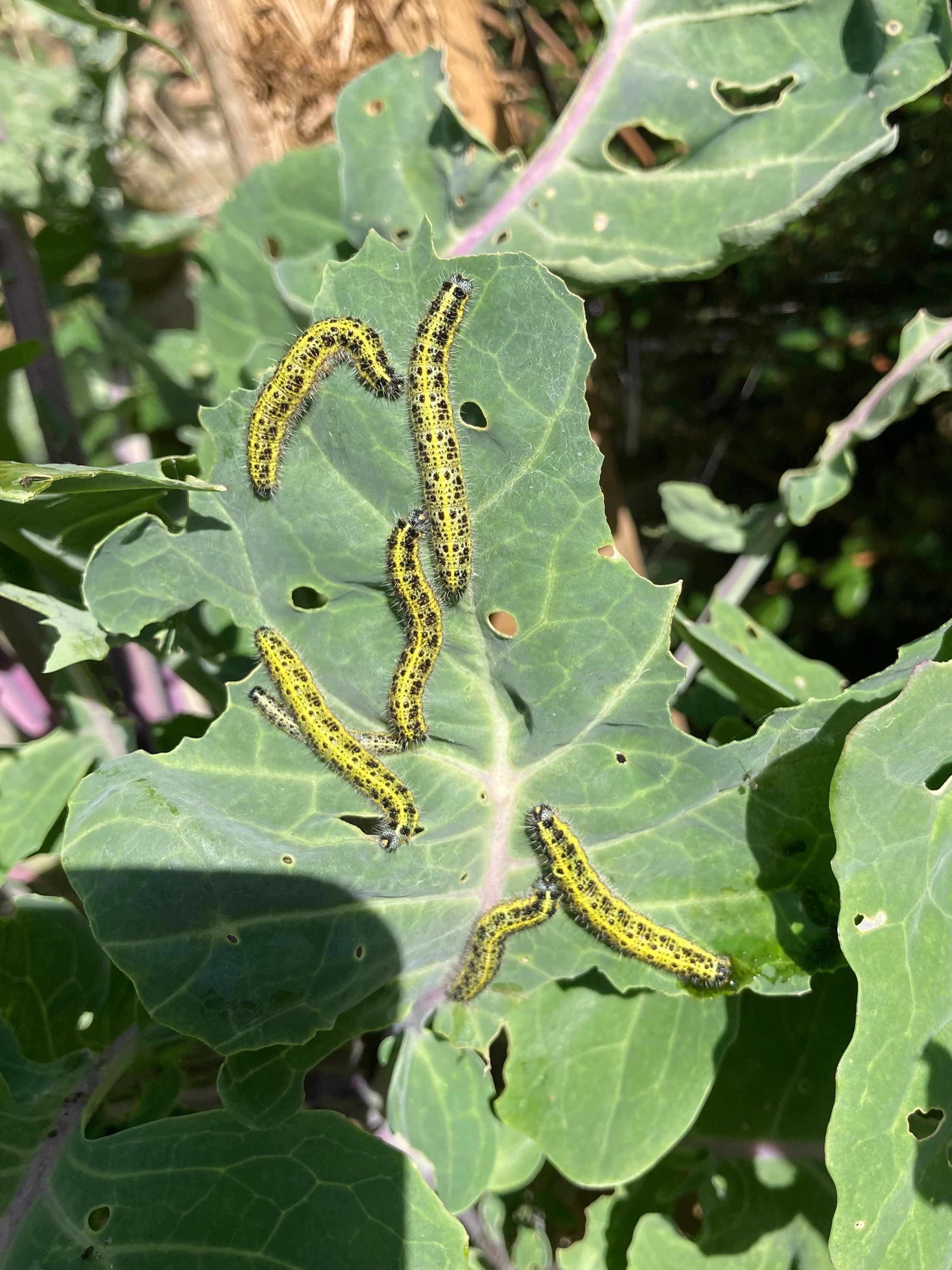 🐛 Some interesting predator/prey action on the perennial kale tree in this small food forest. Late brood of large white caterpillars are busy devouring the plant whilst common wasps are carry them off, presumably to feed to their larvae. Correct me 