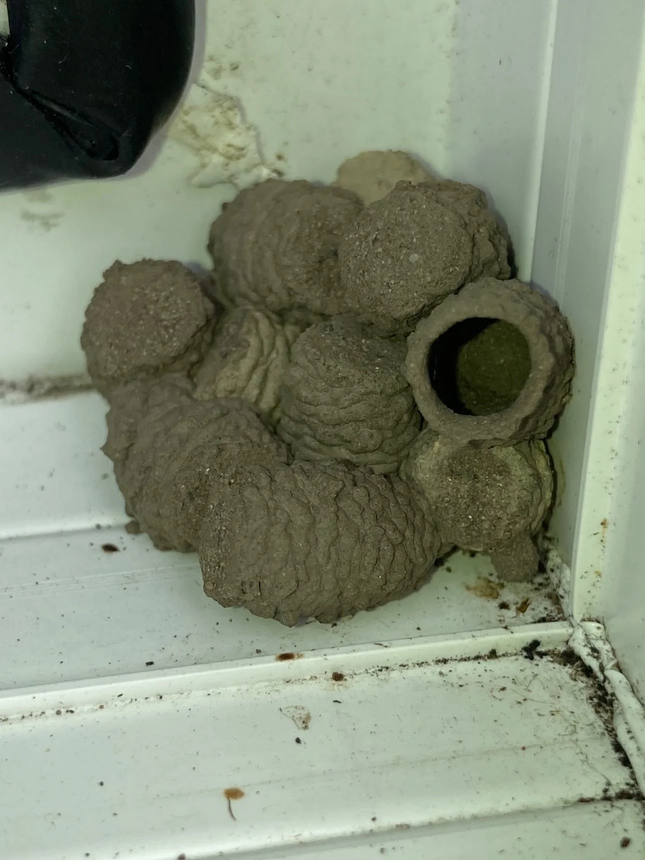 🕷️🍯 Pleased to find the nest of spider hunting &ldquo;potter wasp&rdquo;, Auplopus carbonarius in the frame of my upvc window. It&rsquo;s a window we don&rsquo;t use much and there must have been just enough of a gap. 

The female wasp collects mud