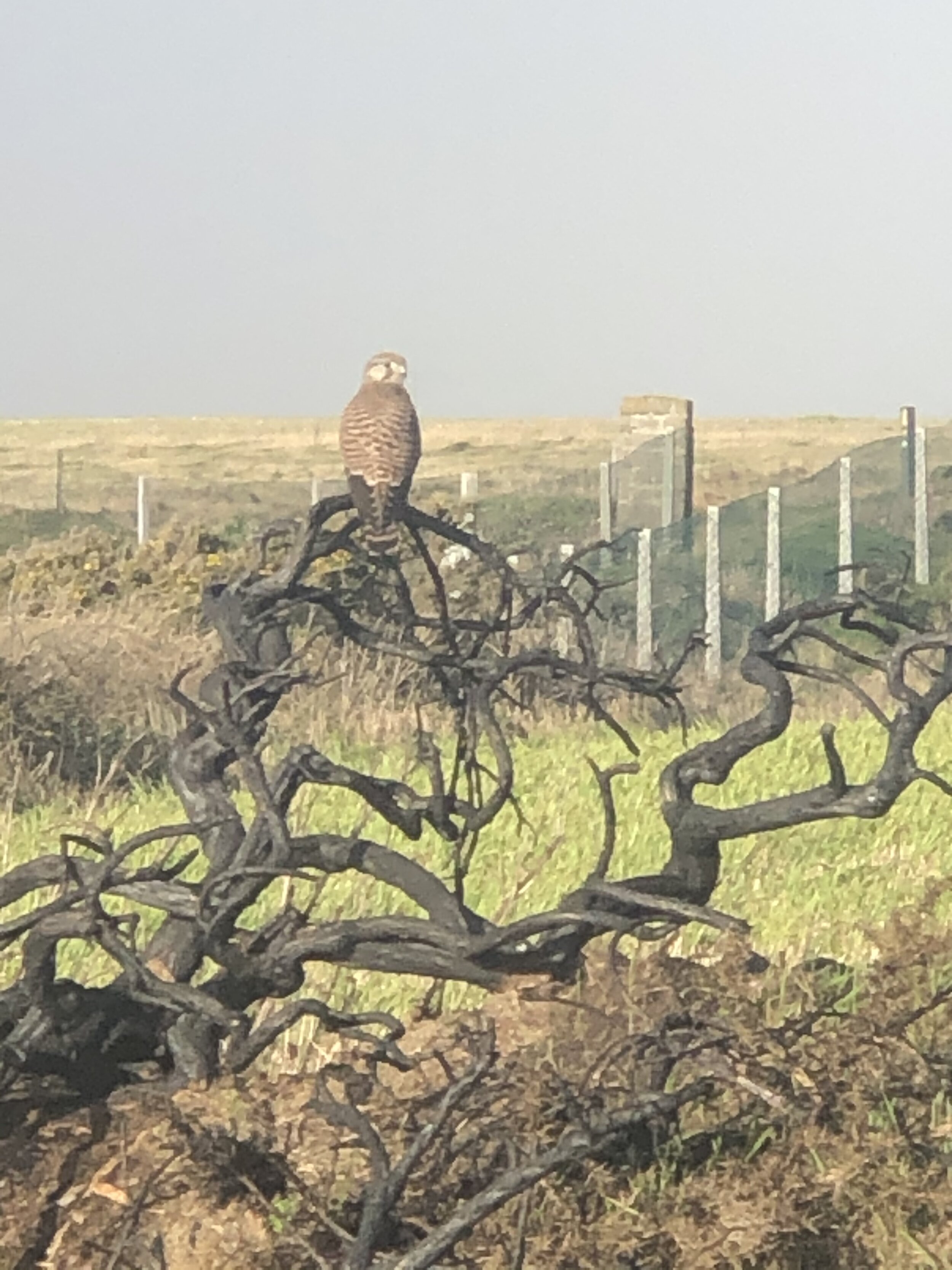 Kestrel on Cliff Walk (1).jpg