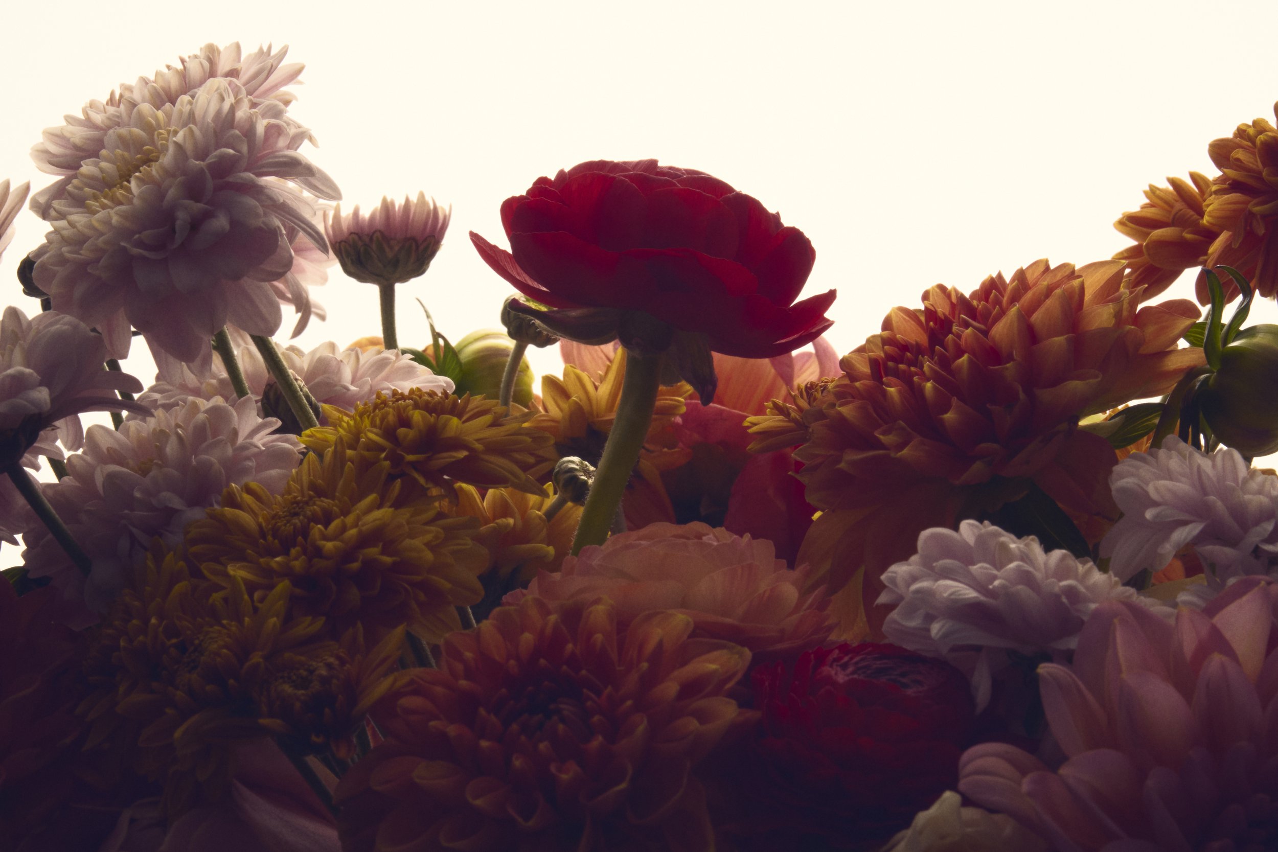 Jason Lewer commercial advertising still life and product photographer