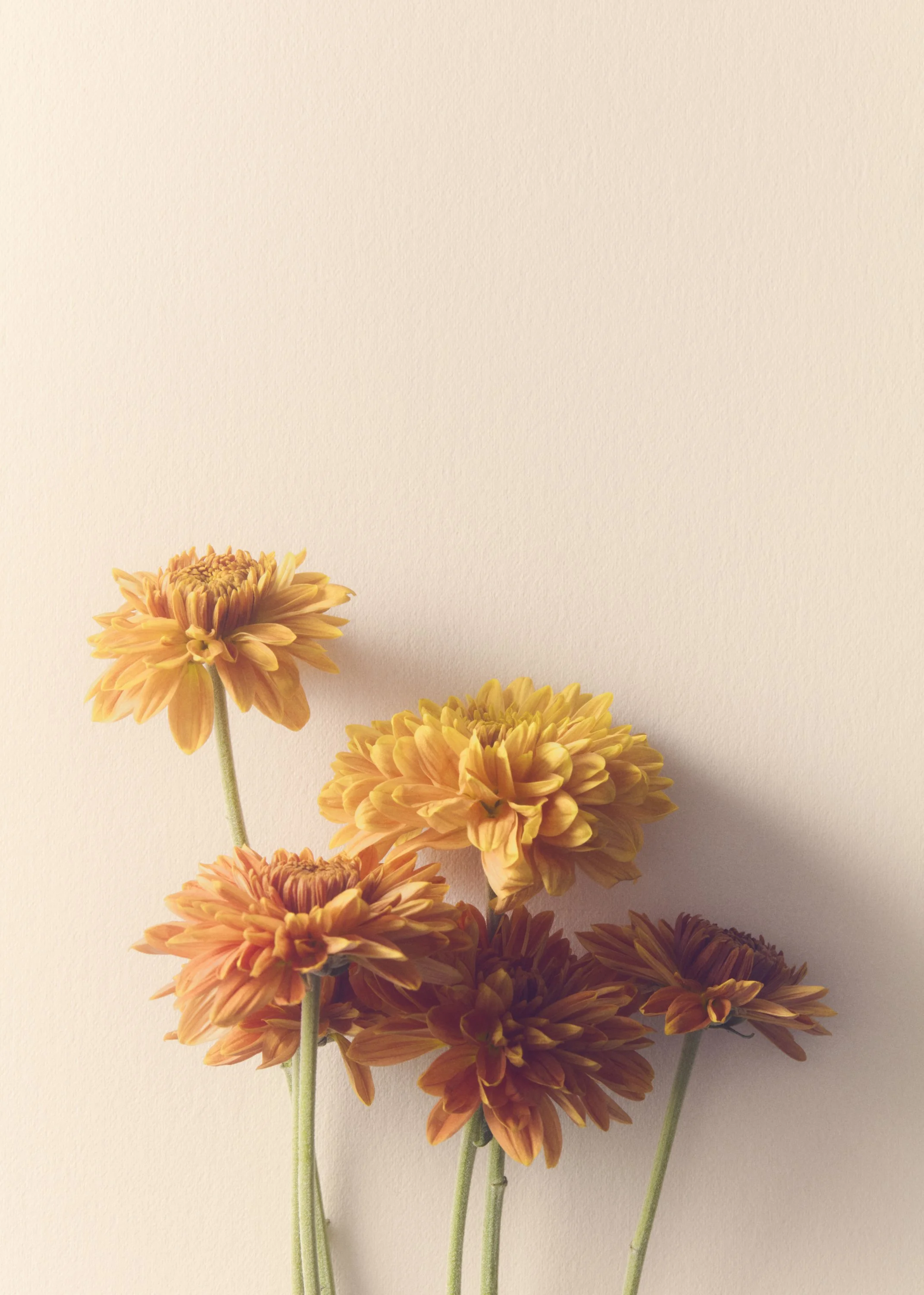 Jason Lewer commercial advertising still life and product photographer