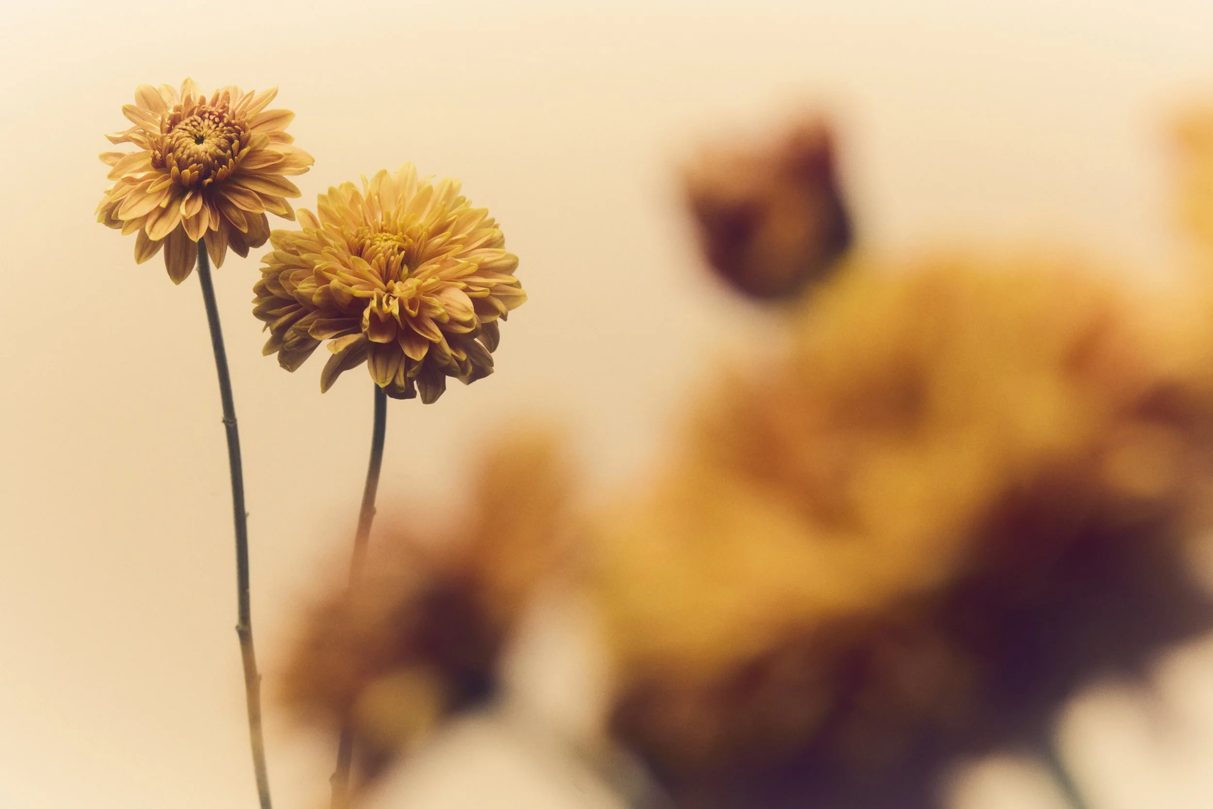 Jason Lewer commercial advertising still life and product photographer