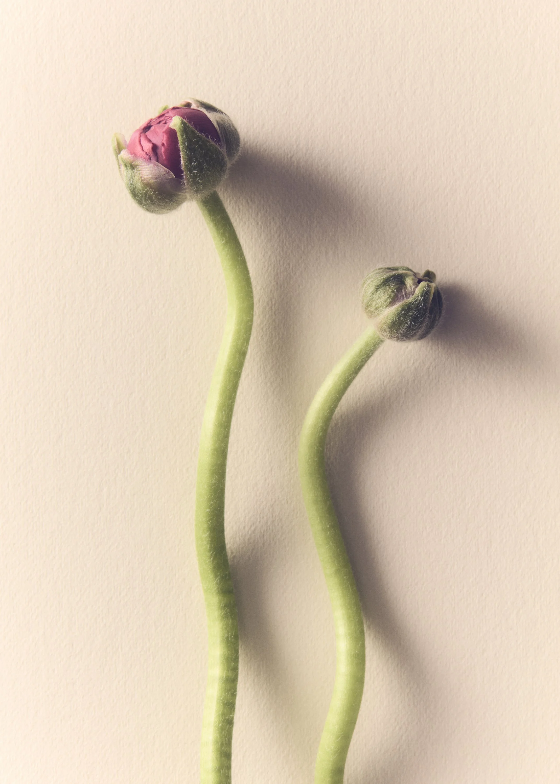 Jason Lewer commercial advertising still life and product photographer