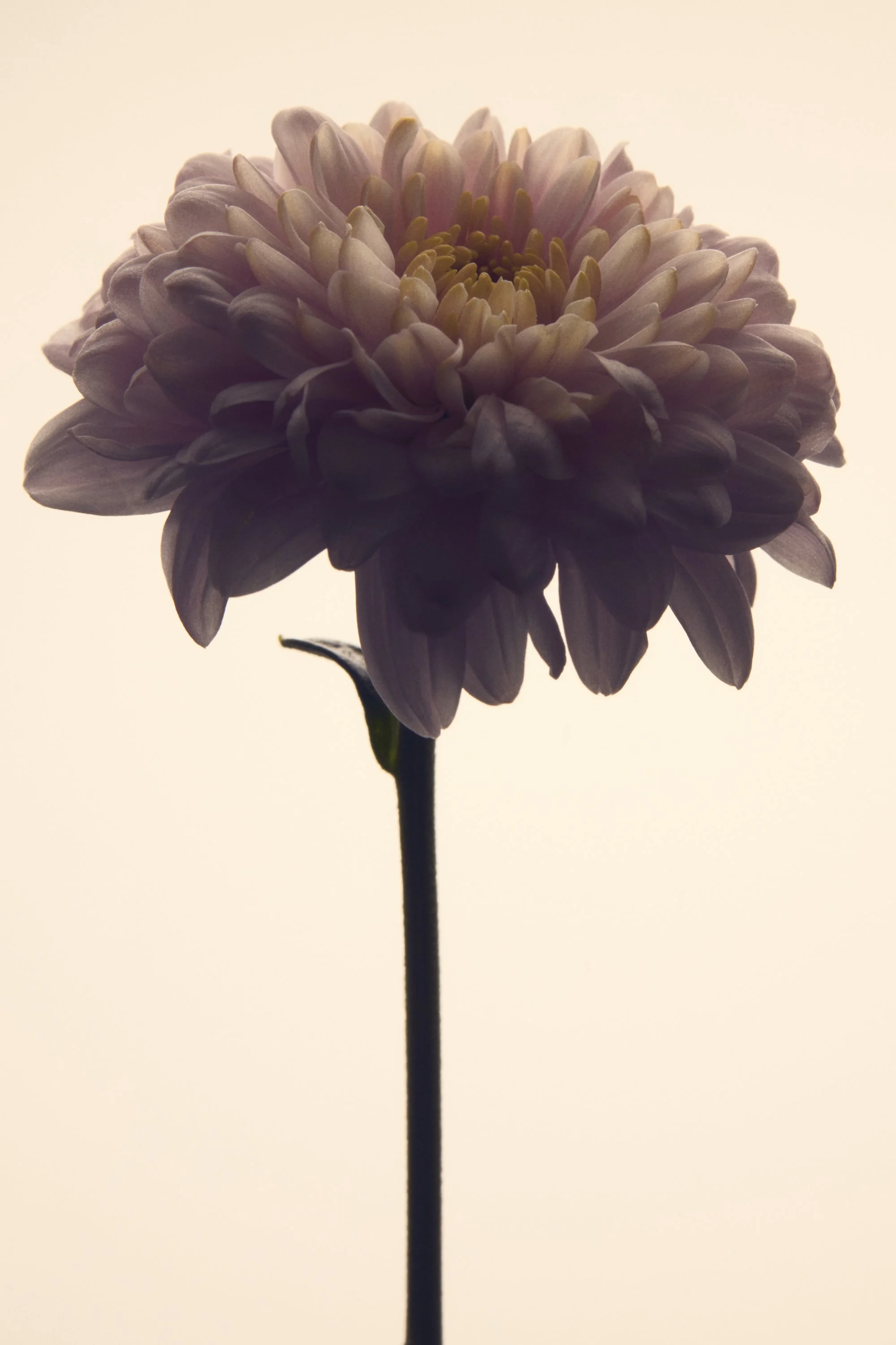 Jason Lewer commercial advertising still life and product photographer
