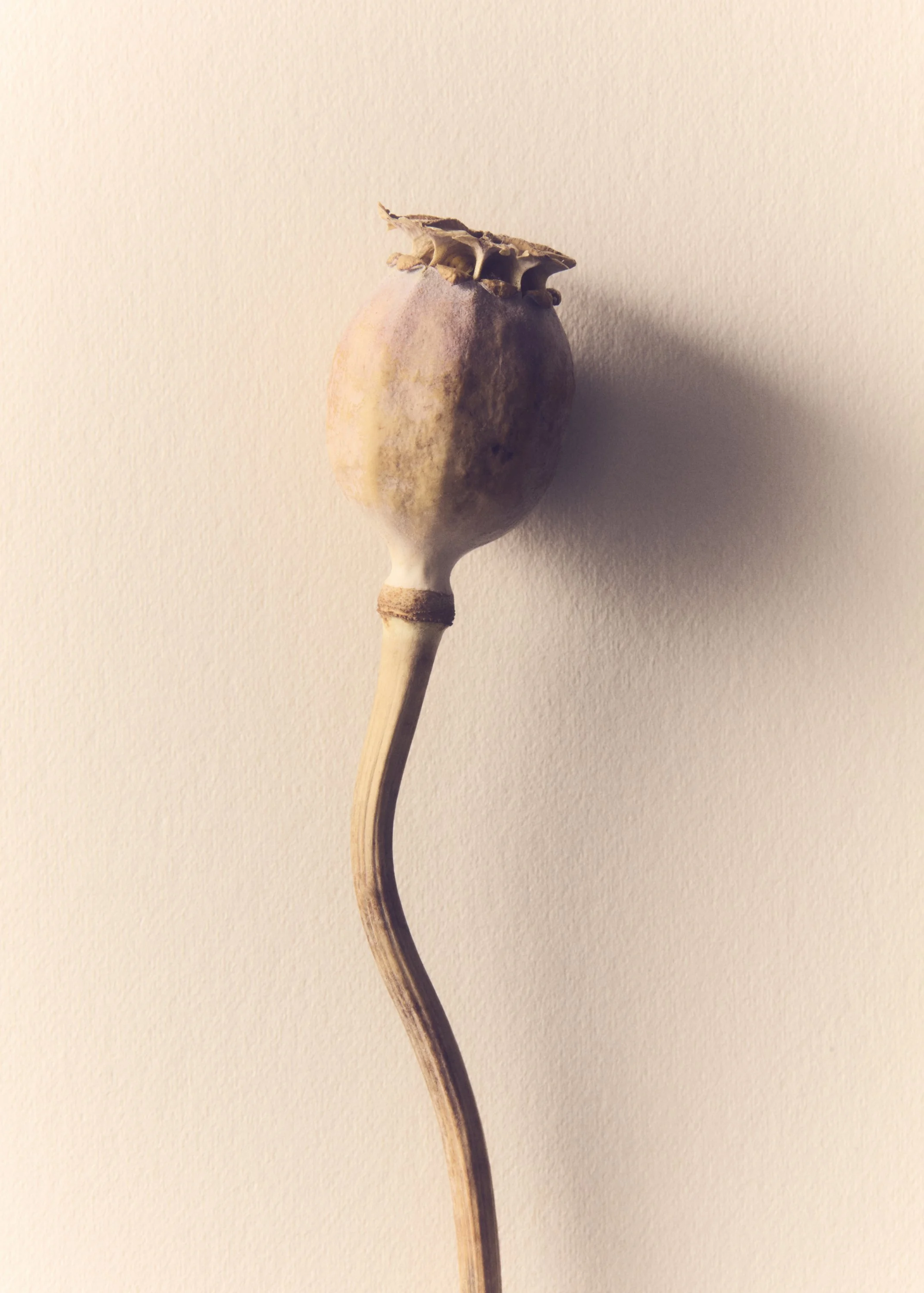 Jason Lewer commercial advertising still life and product photographer