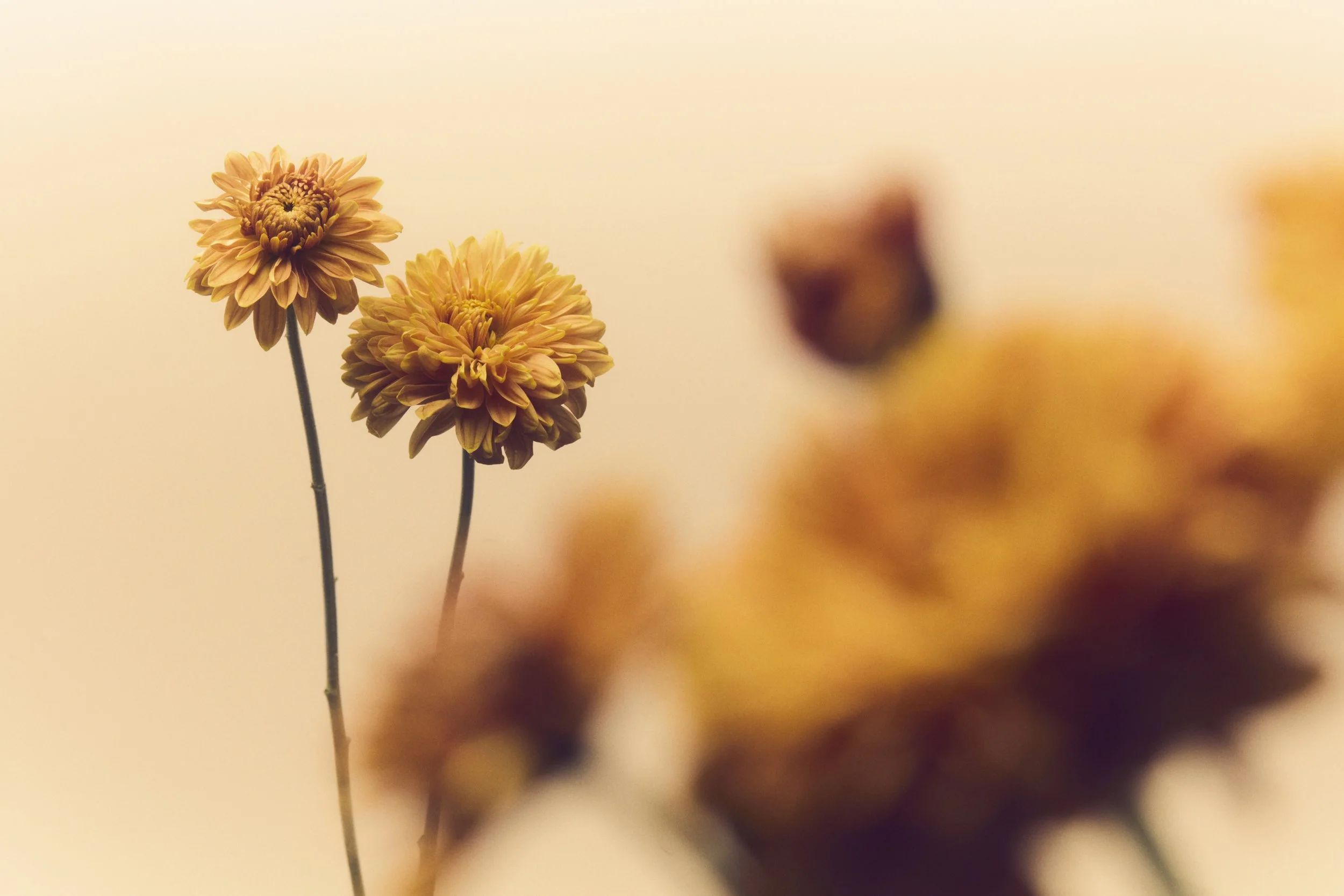 Florist Called Florence