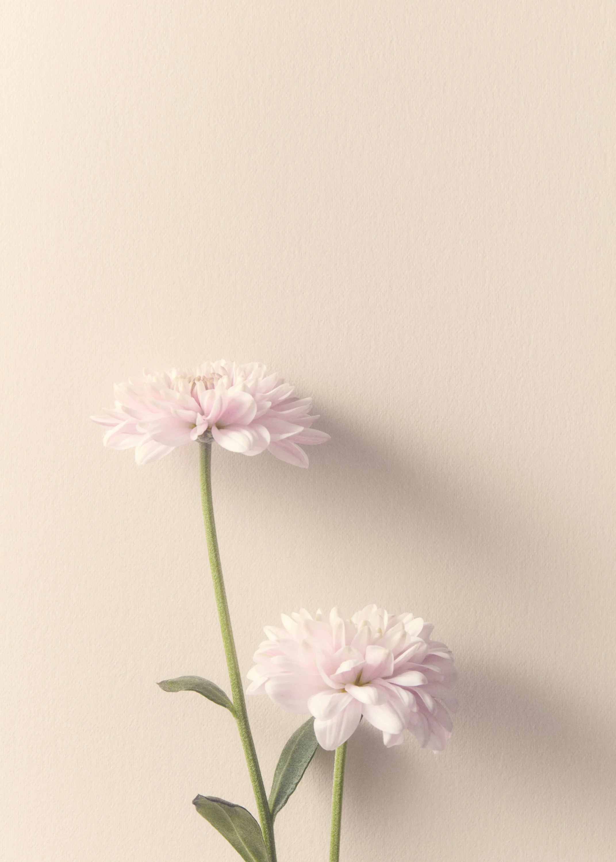 Jason Lewer commercial advertising still life and product photographer