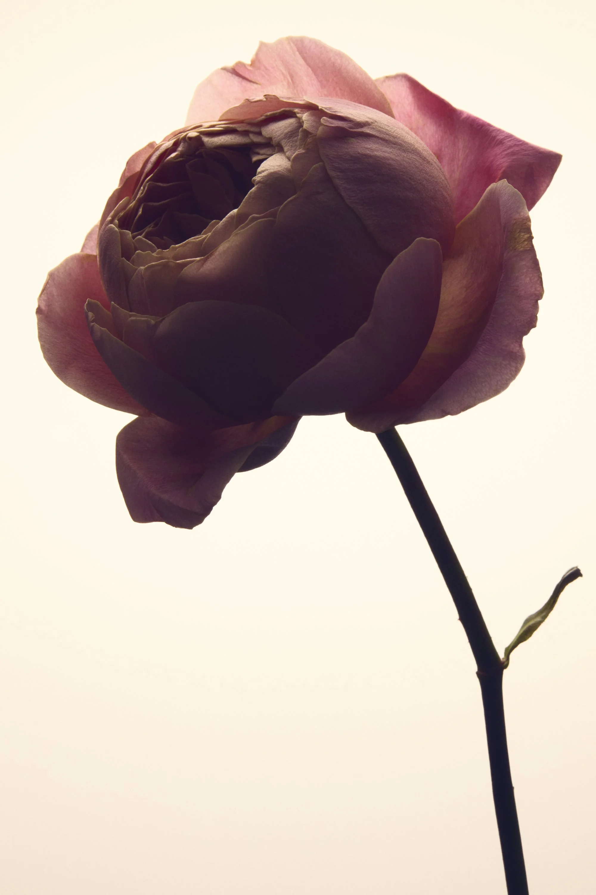Jason Lewer commercial advertising still life and product photographer