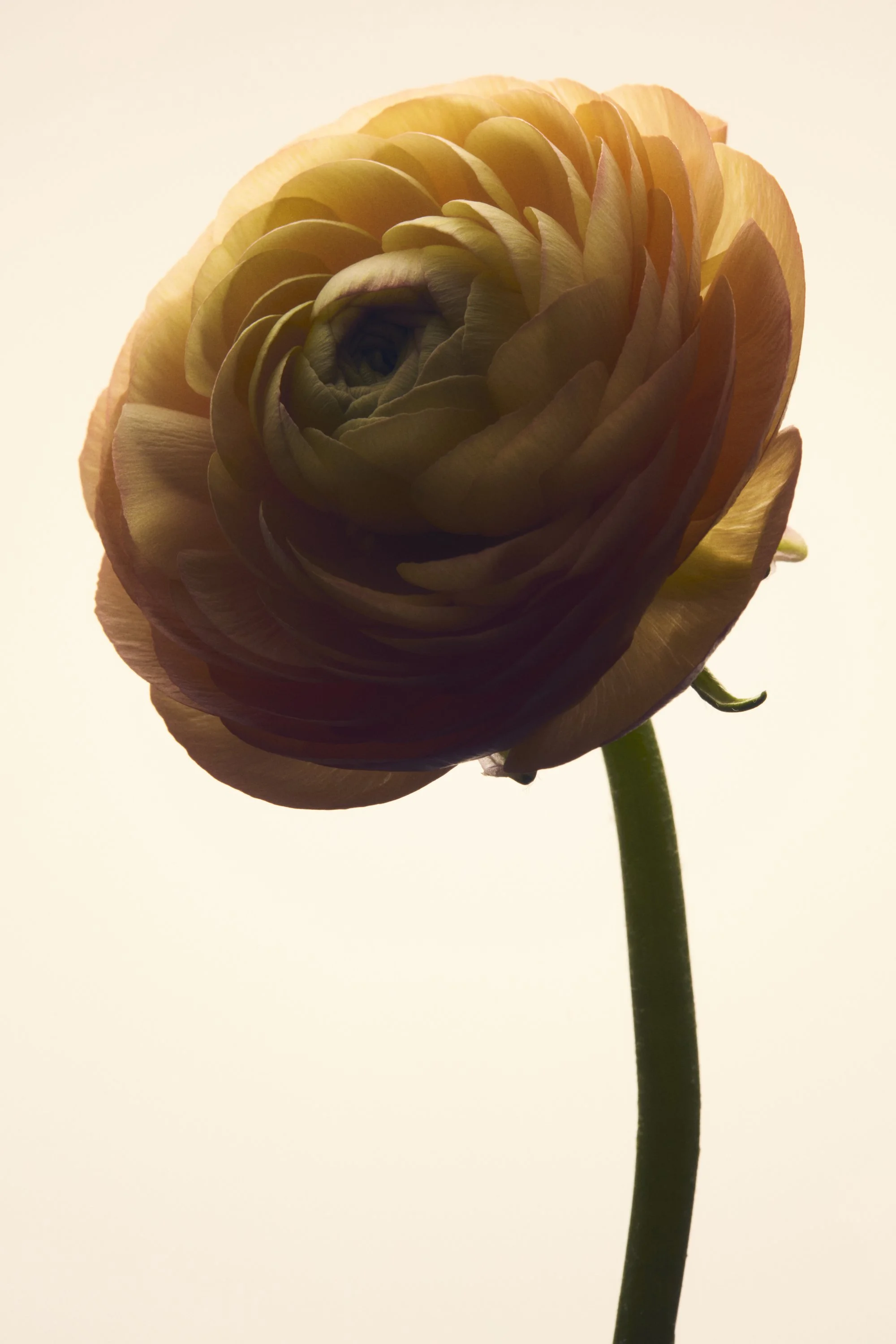 Jason Lewer commercial advertising still life and product photographer