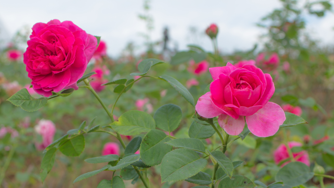 Rose Givco 217