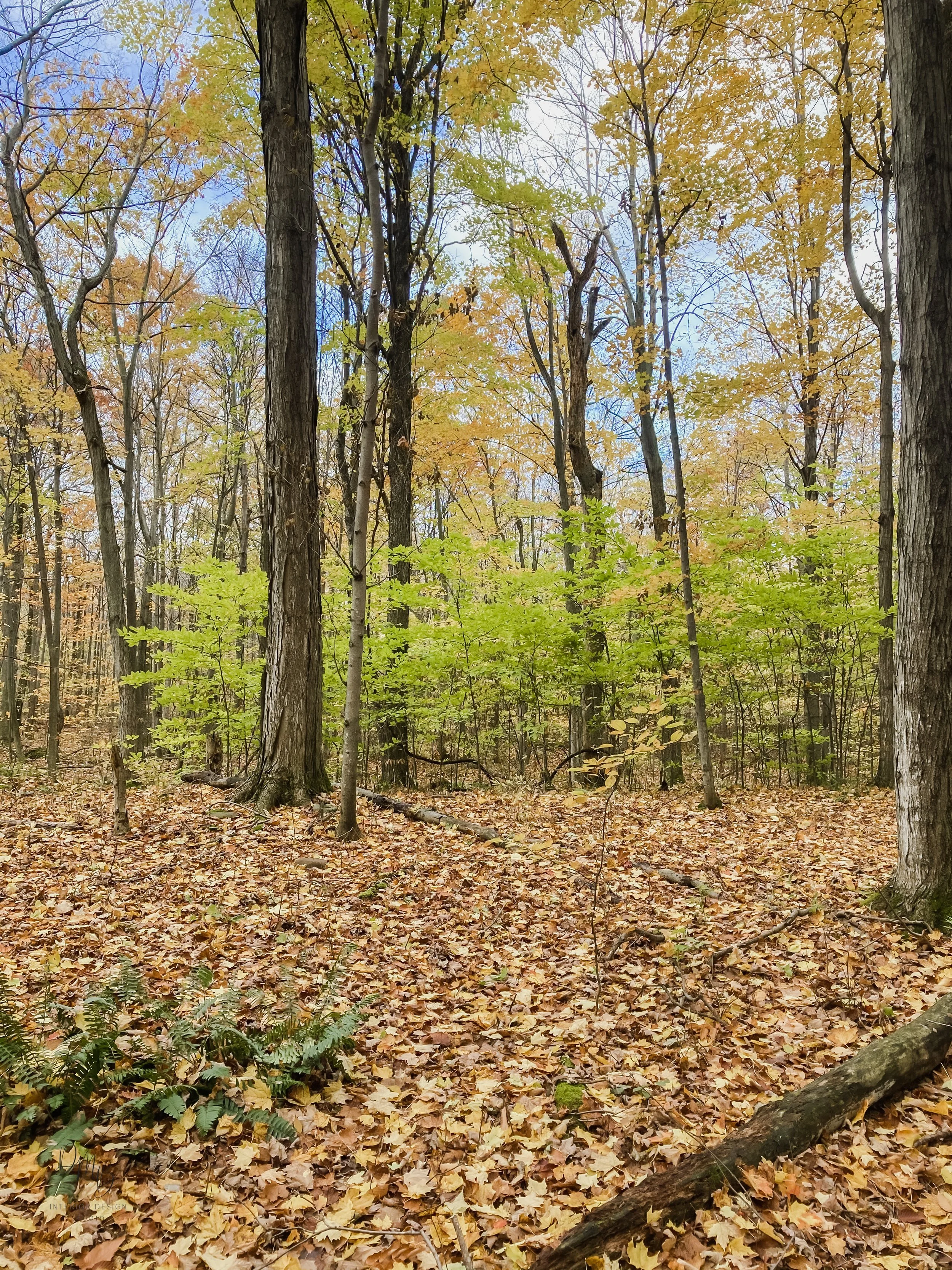 IMG_3143.jpg
