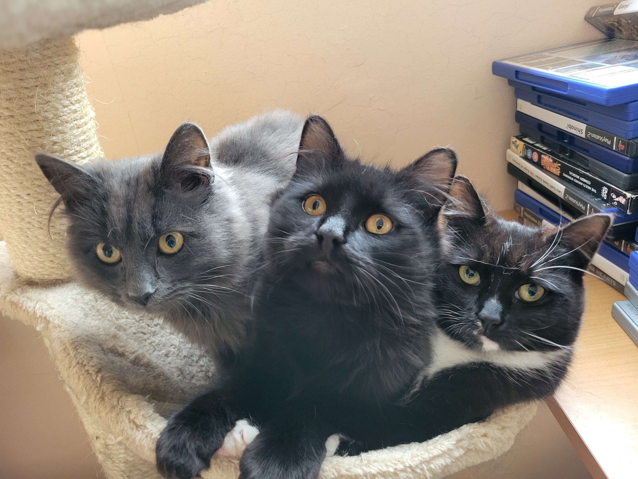 Bluebell, Dandelion, and Snowdrop are in to be neutered this morning!

These three are really settling in well. We're particularly proud of Bluebell, who was absolutely horrified when they first came in! 

It won't be long now before these three are 
