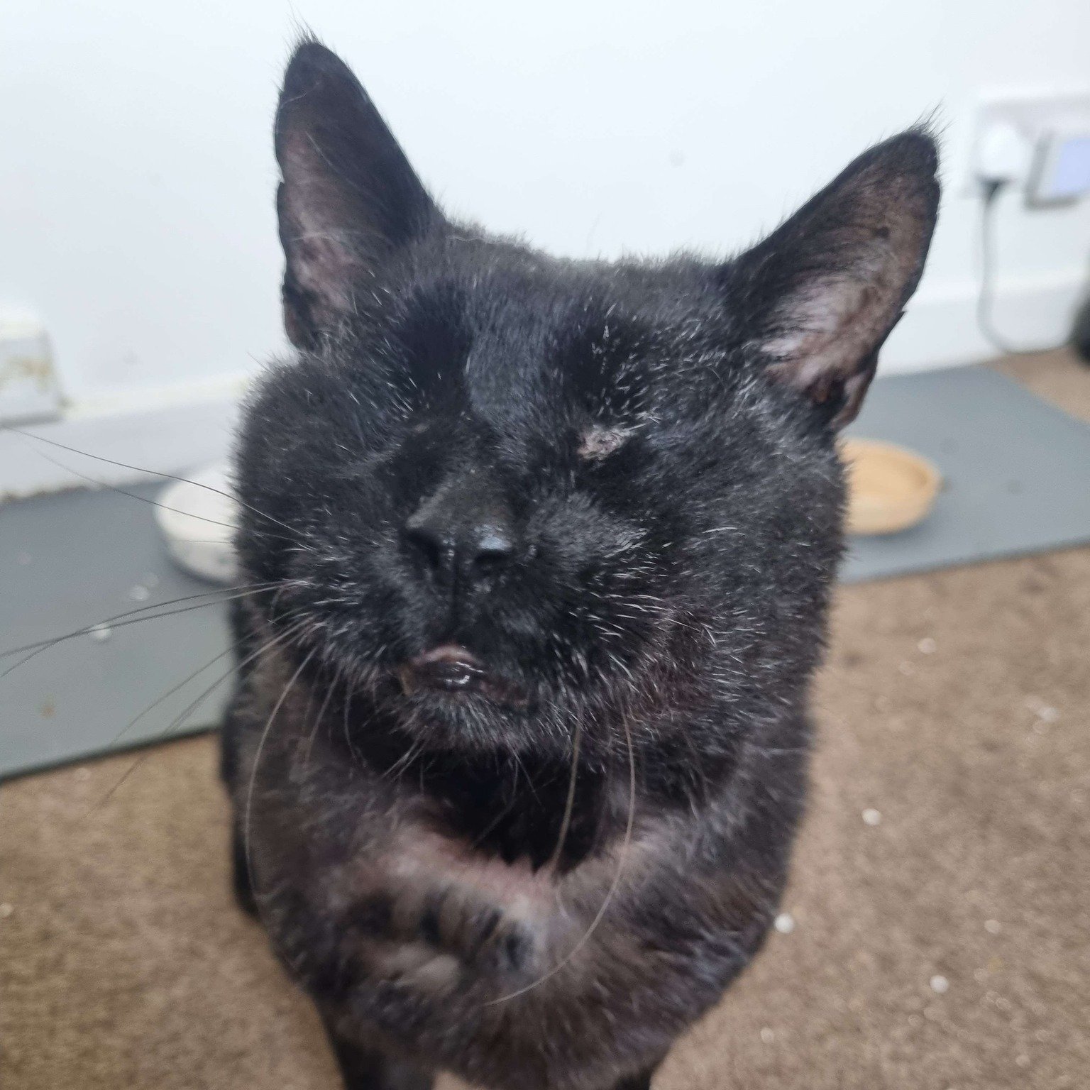 We are so excited to announce that Neo is ready to find his forever home!

This gorgeous boy has had a rough time of it, and we want him to find a sofa to spend his golden years on where he can cuddle with his forever family.

Neo is completely blind