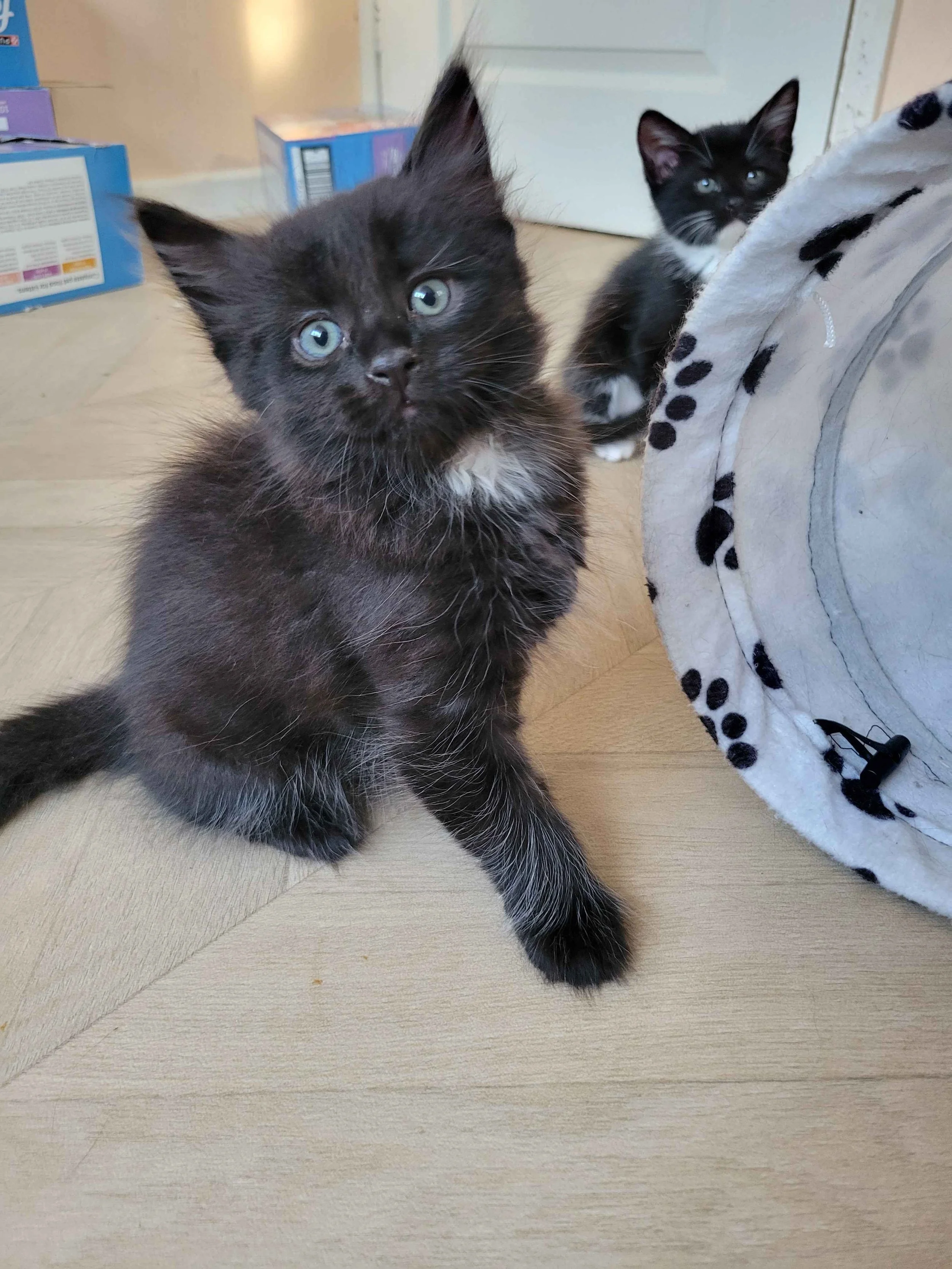 jiji_kiki_2.jpg