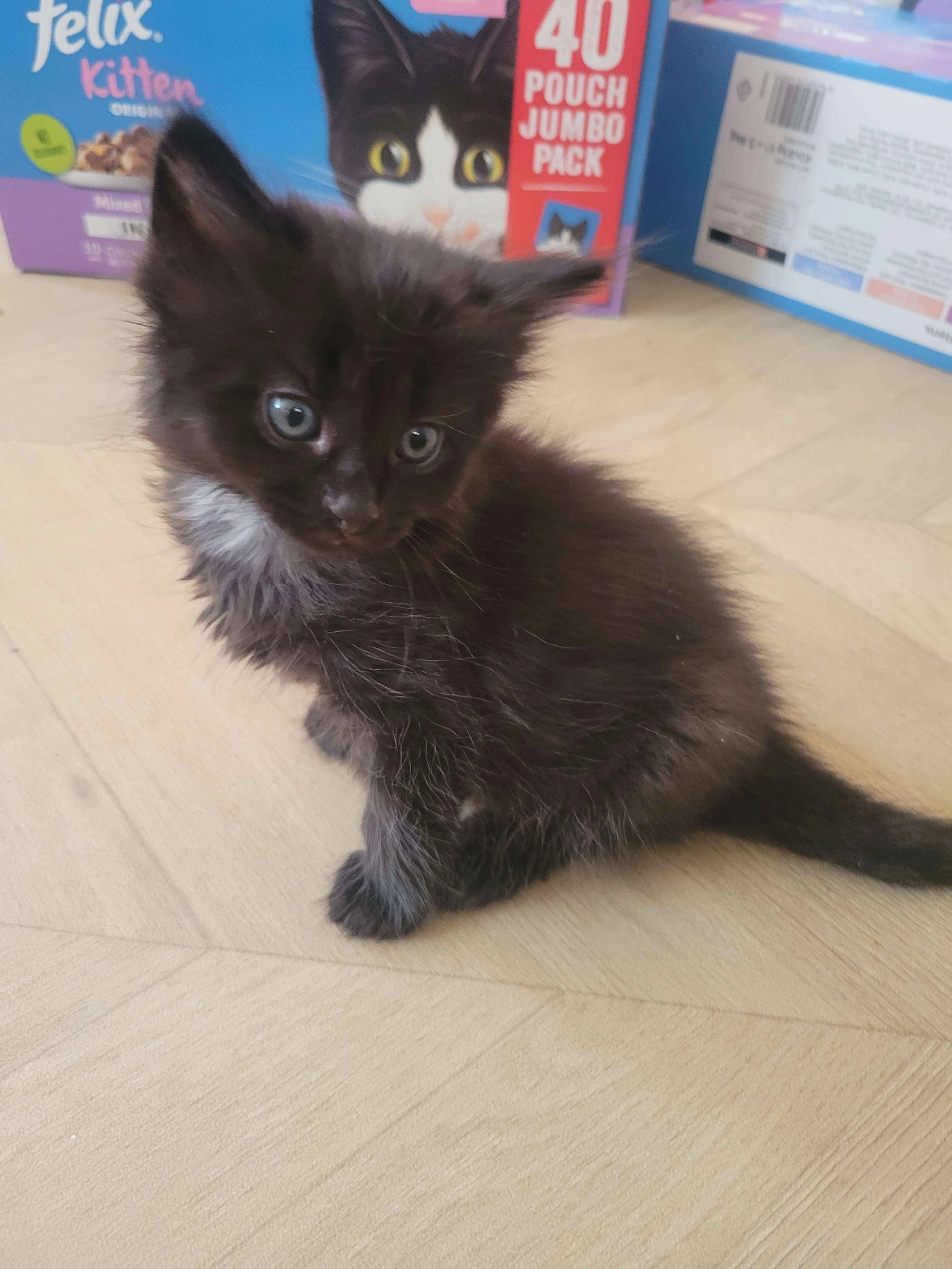 jiji_pose.jpg