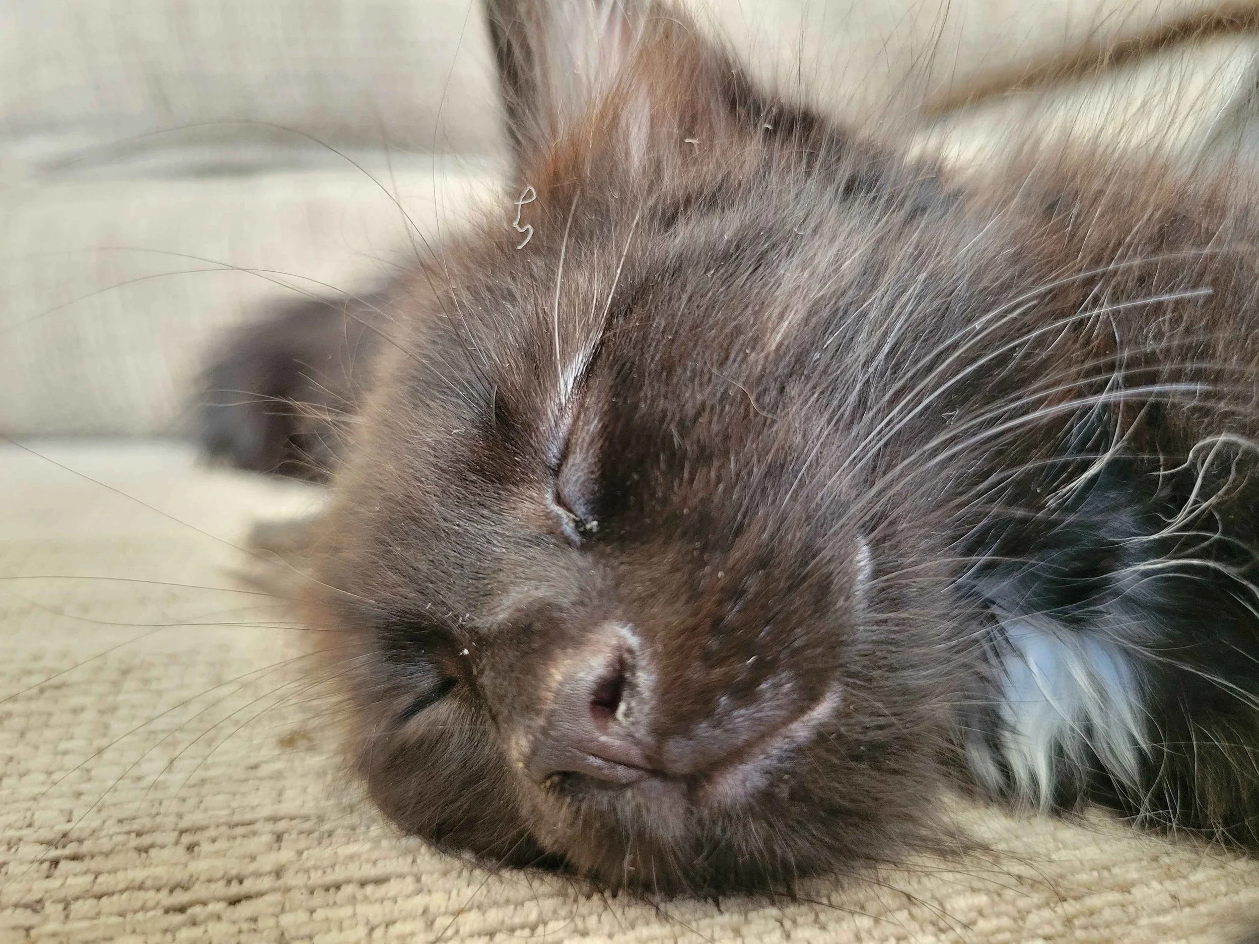 jiji_sleep.jpg