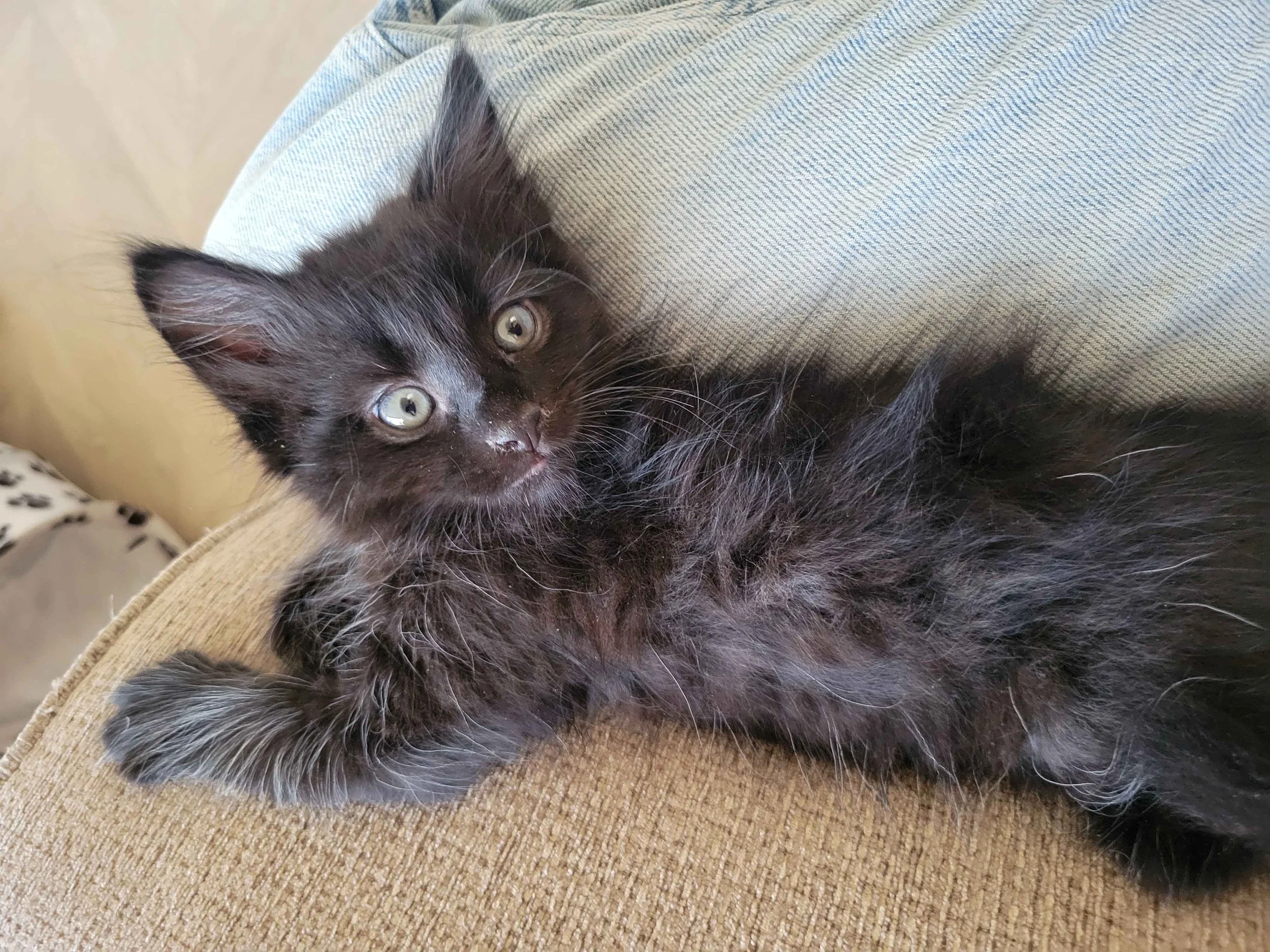 jiji_1.jpg