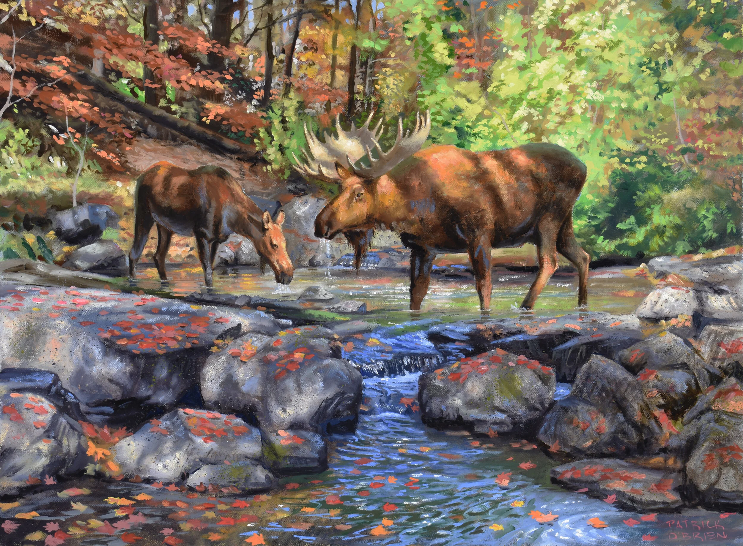 moose in a stream.jpg