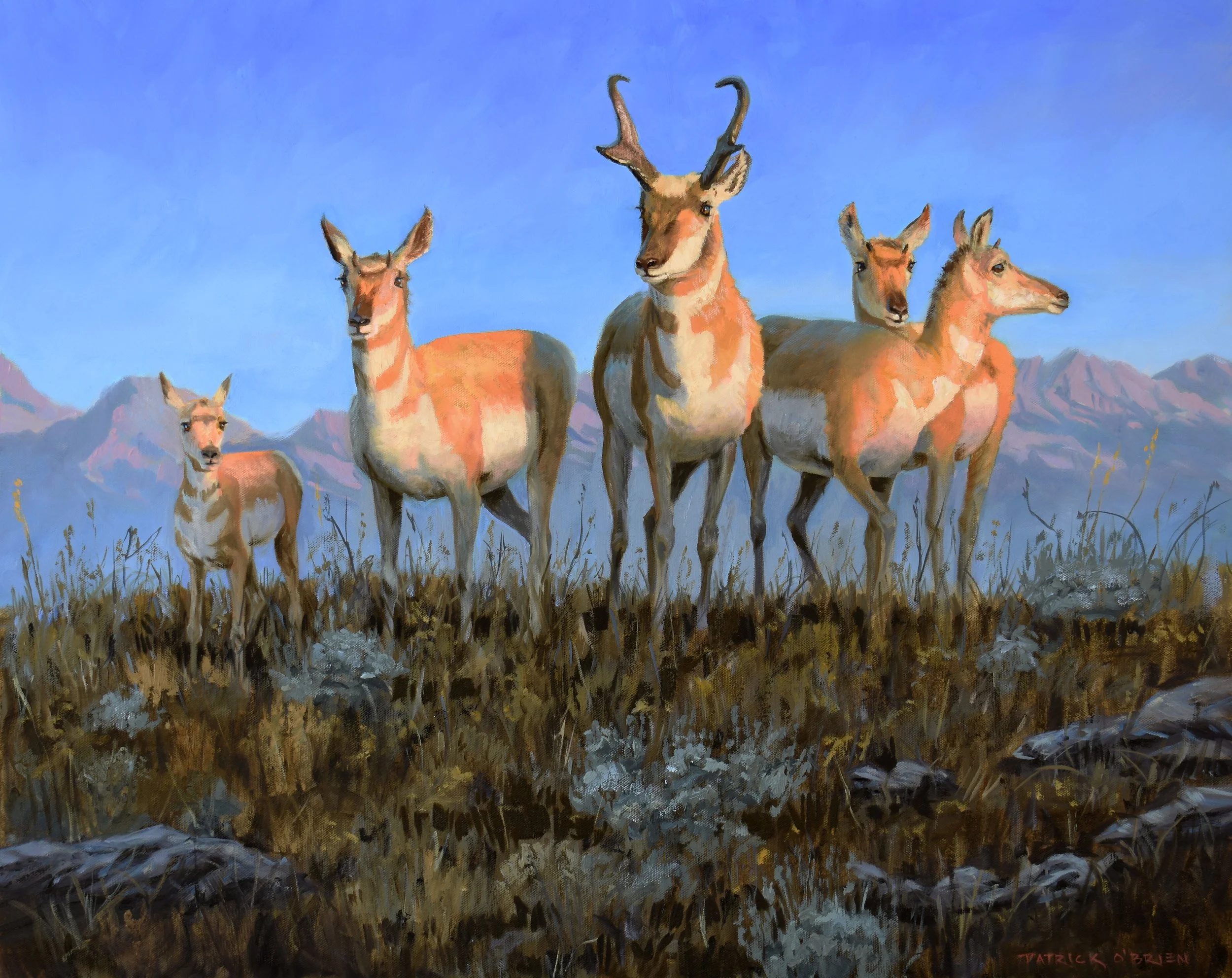 pronghorns.jpg