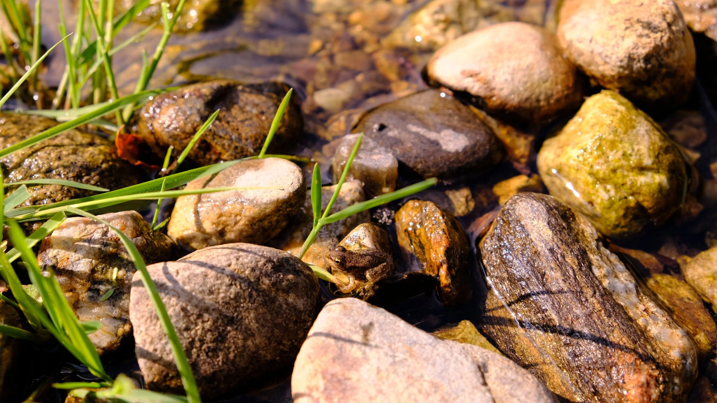 Cailloux et herbes dans un cours d'eau, en plein soleil.