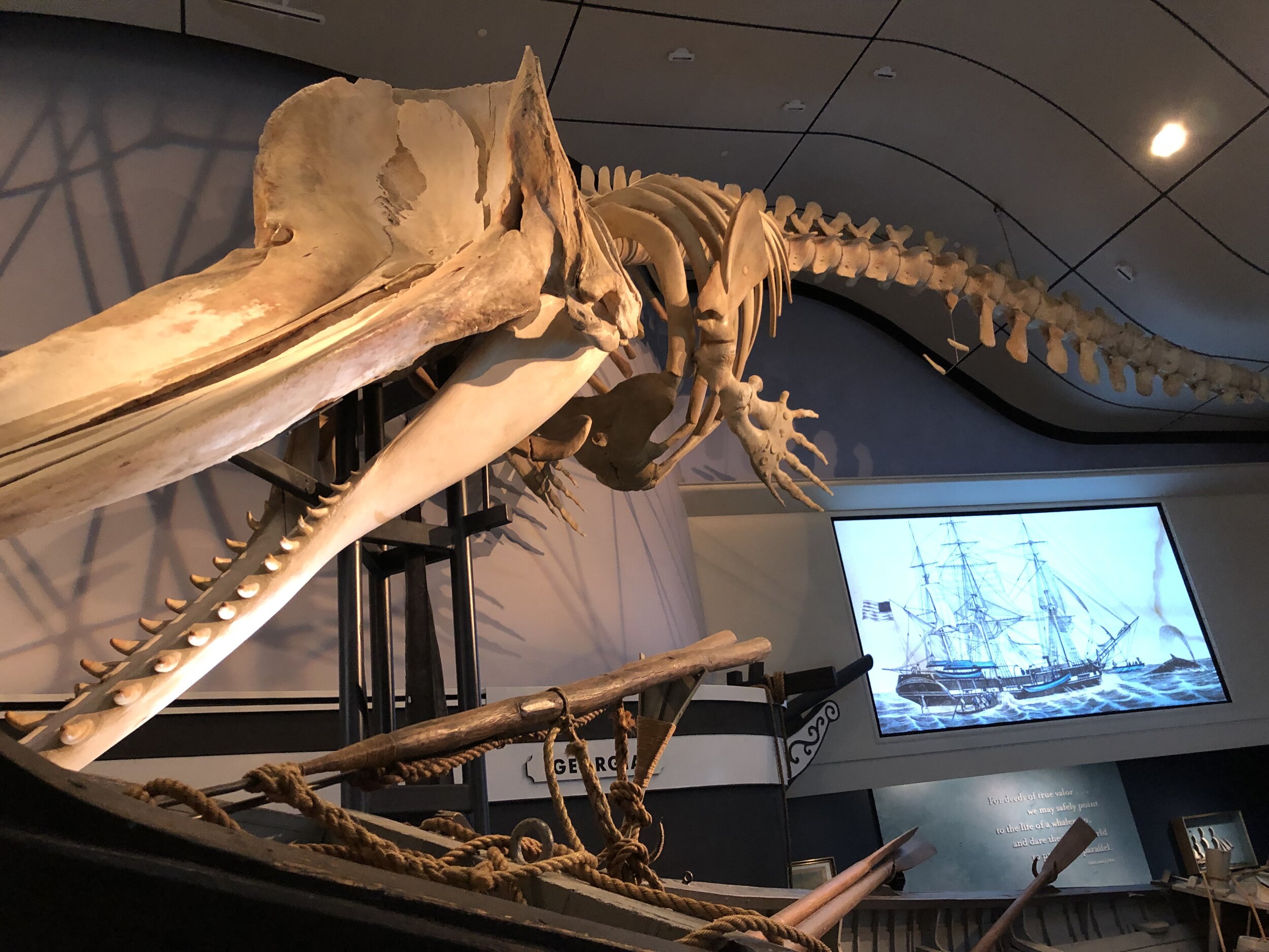 Whale skeleton.jpeg