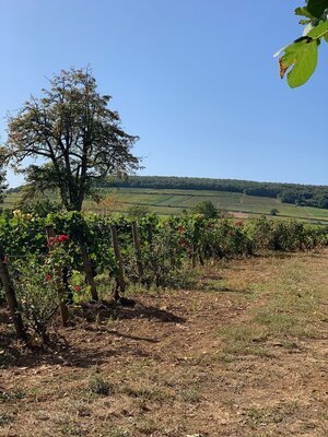 IMG_5431.jpeg