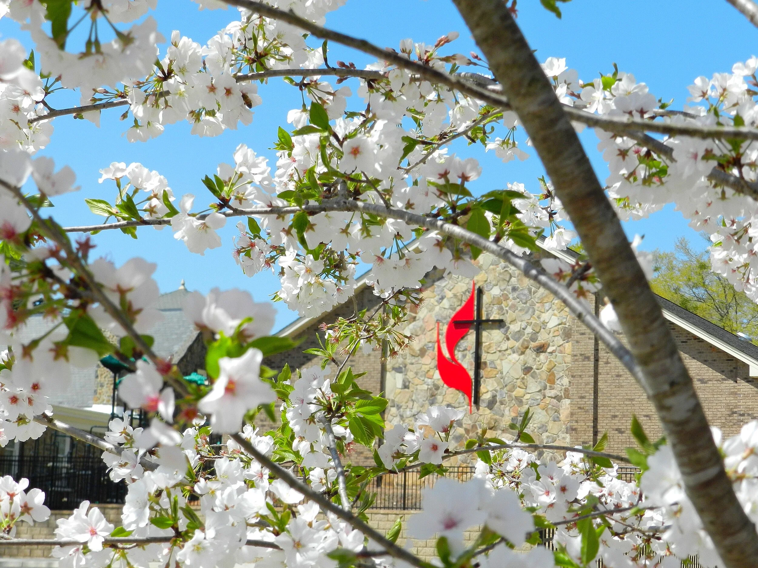 Cherry Blossoms with Cross  Flame.JPG