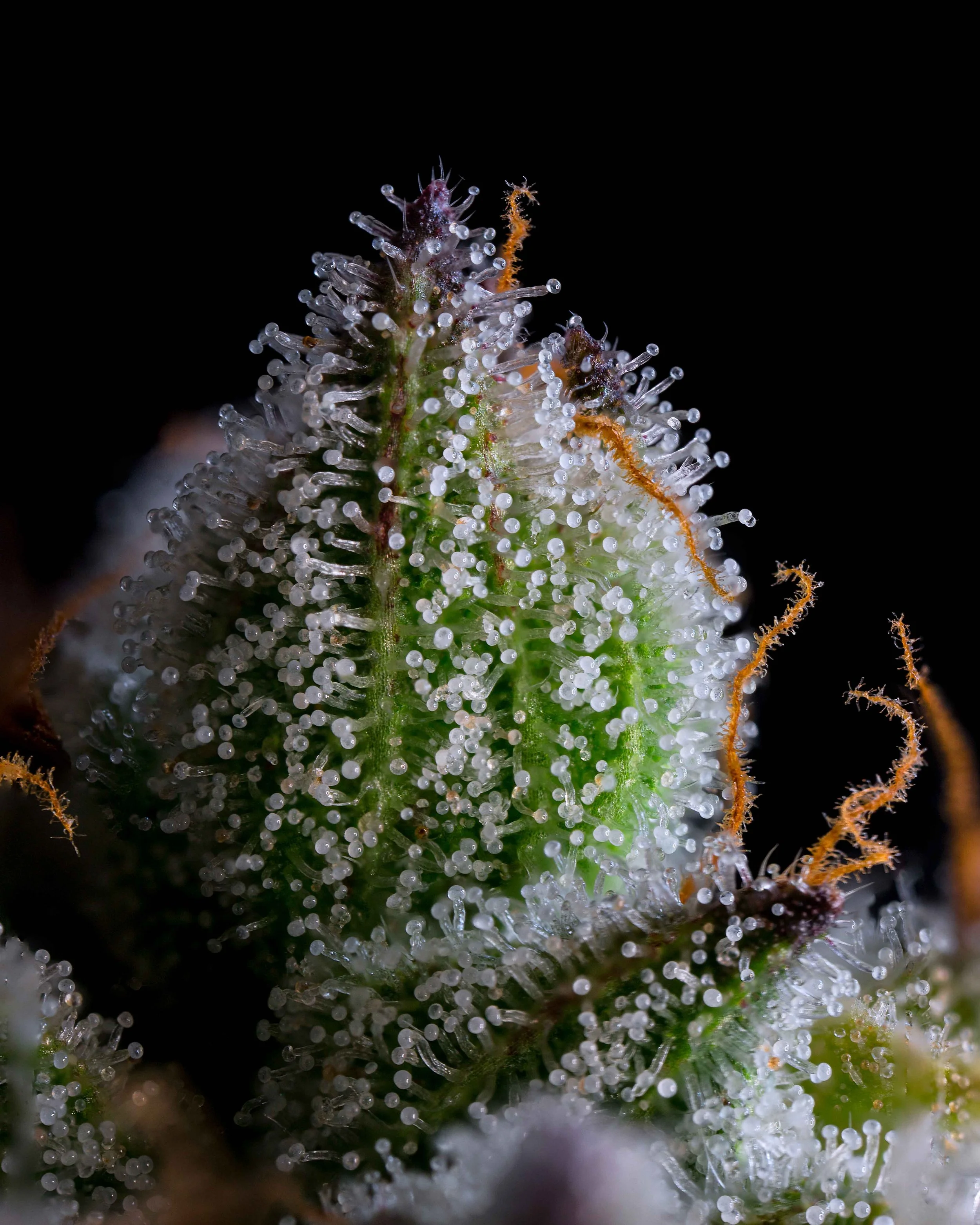 Tagalonz-Trichomes.jpg