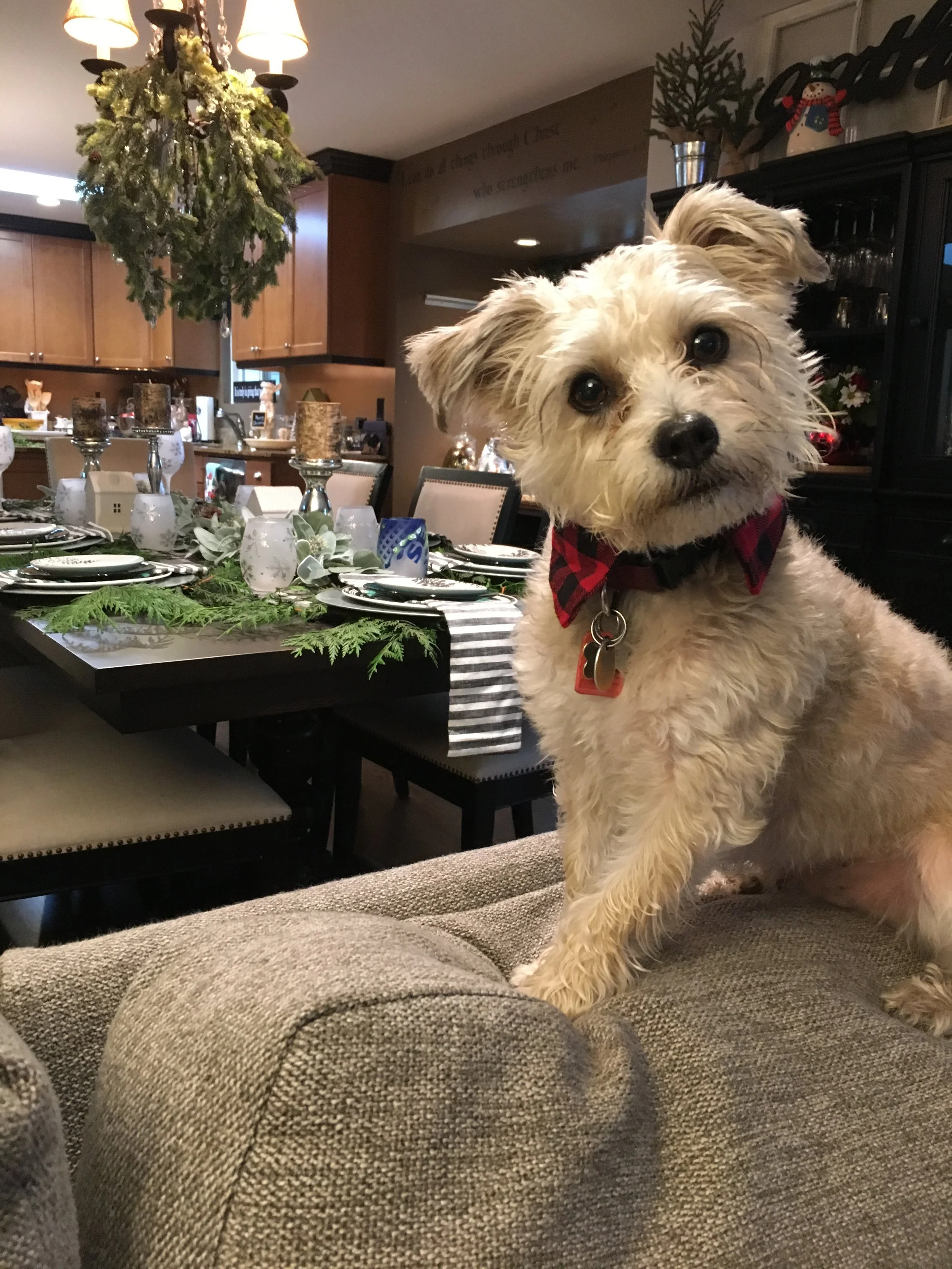 Yogurt Peanut Butter Banana Pup Cup