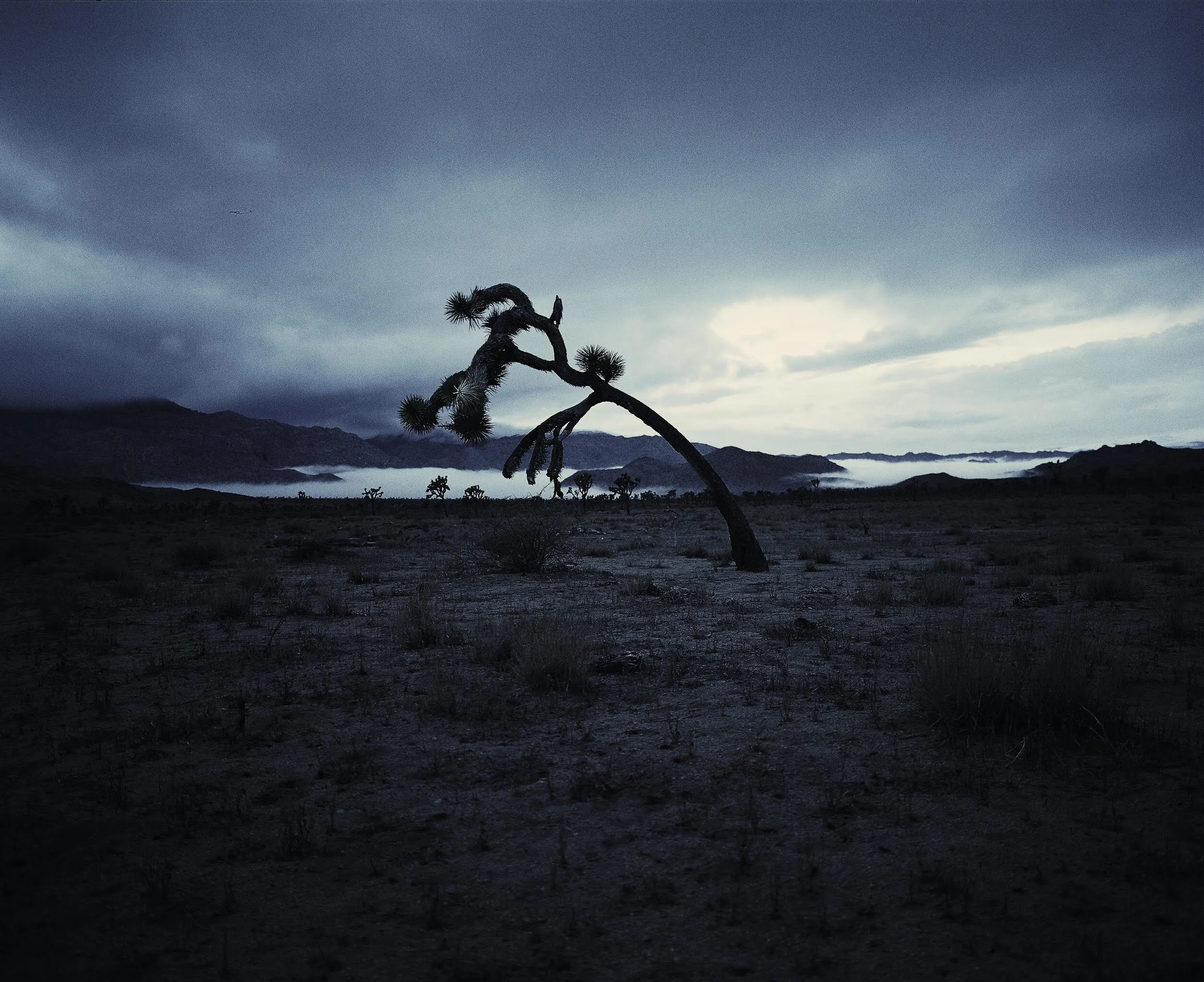 j tree solo tree redo.jpg