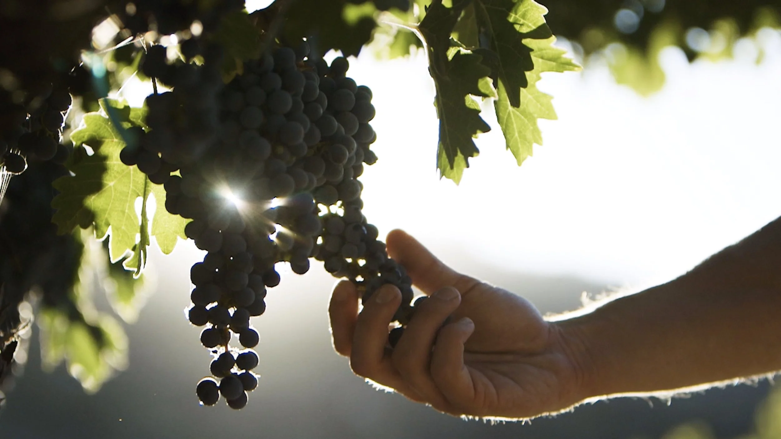 Walmart - Private Label Wine