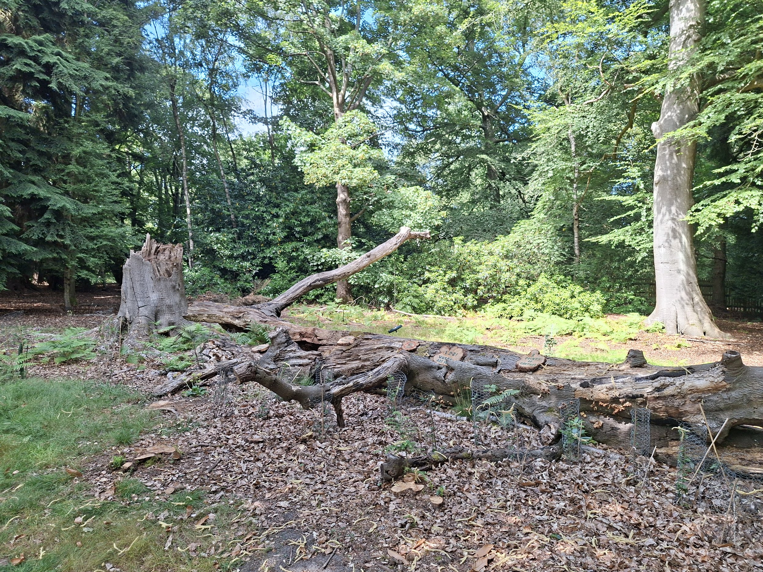 Fallen tree left as deadwood in managed woodland, with wire guards protecting young saplings planted alongside it