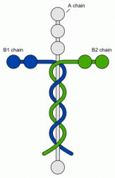 laminin.jpeg