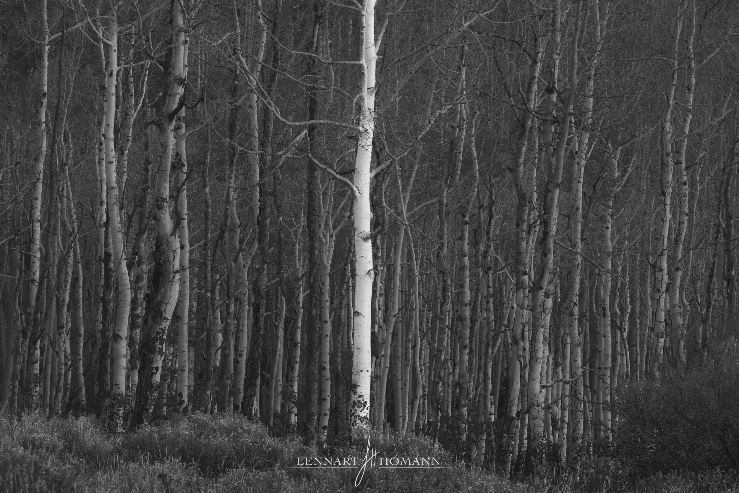 San Juan Aspens bnw LOGO.jpg