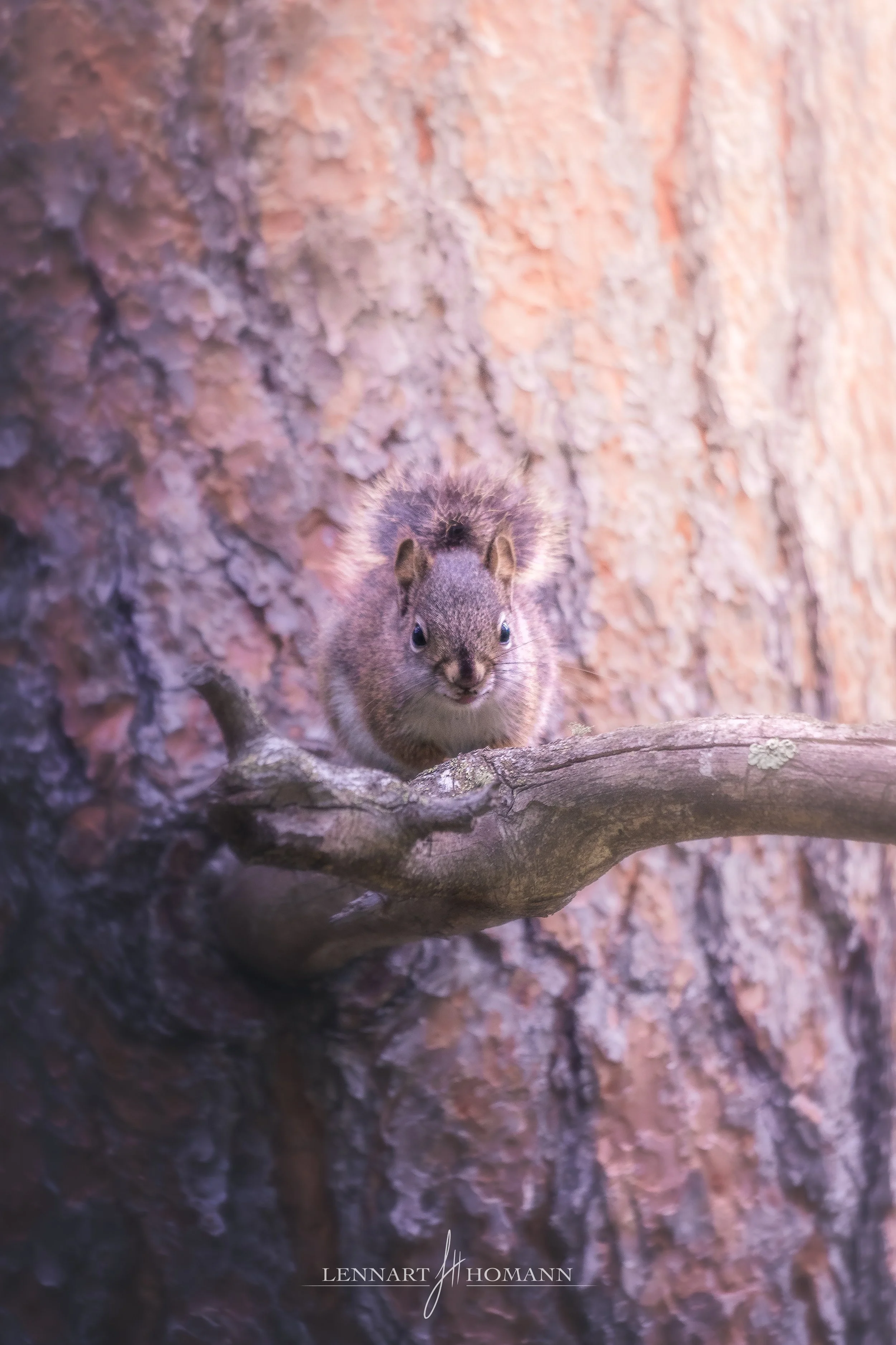 Sweet_Little_Fella_JPEG LOGO.jpg