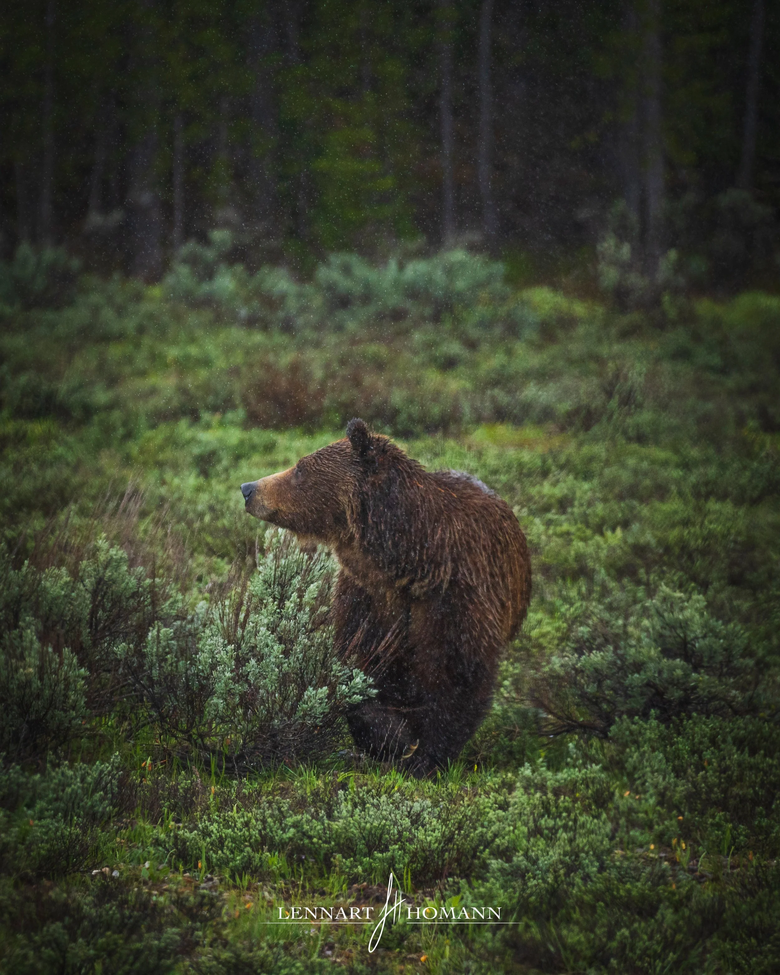Bear Friends LOGO.jpg