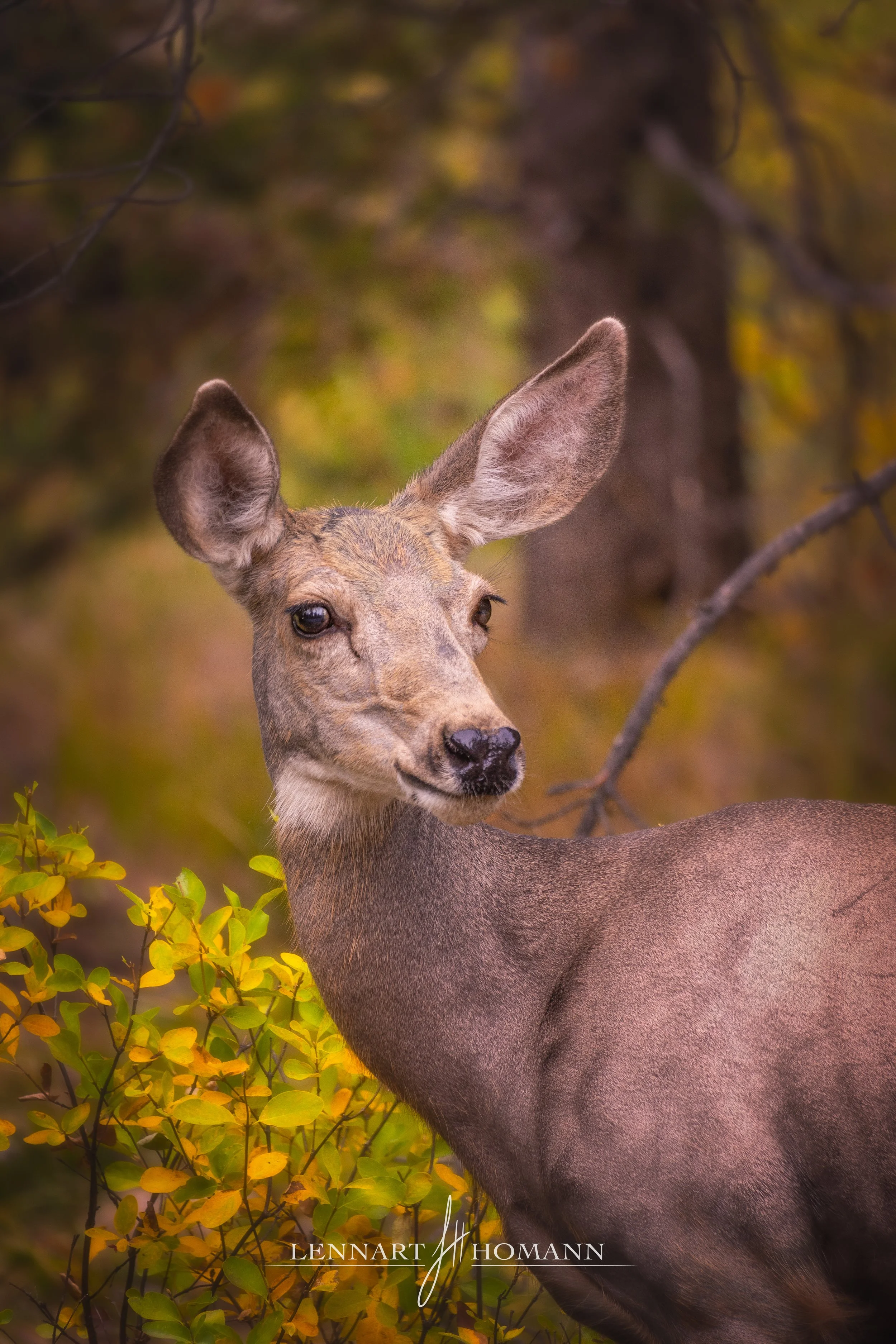 Colter Bay Deer LOGO.jpg